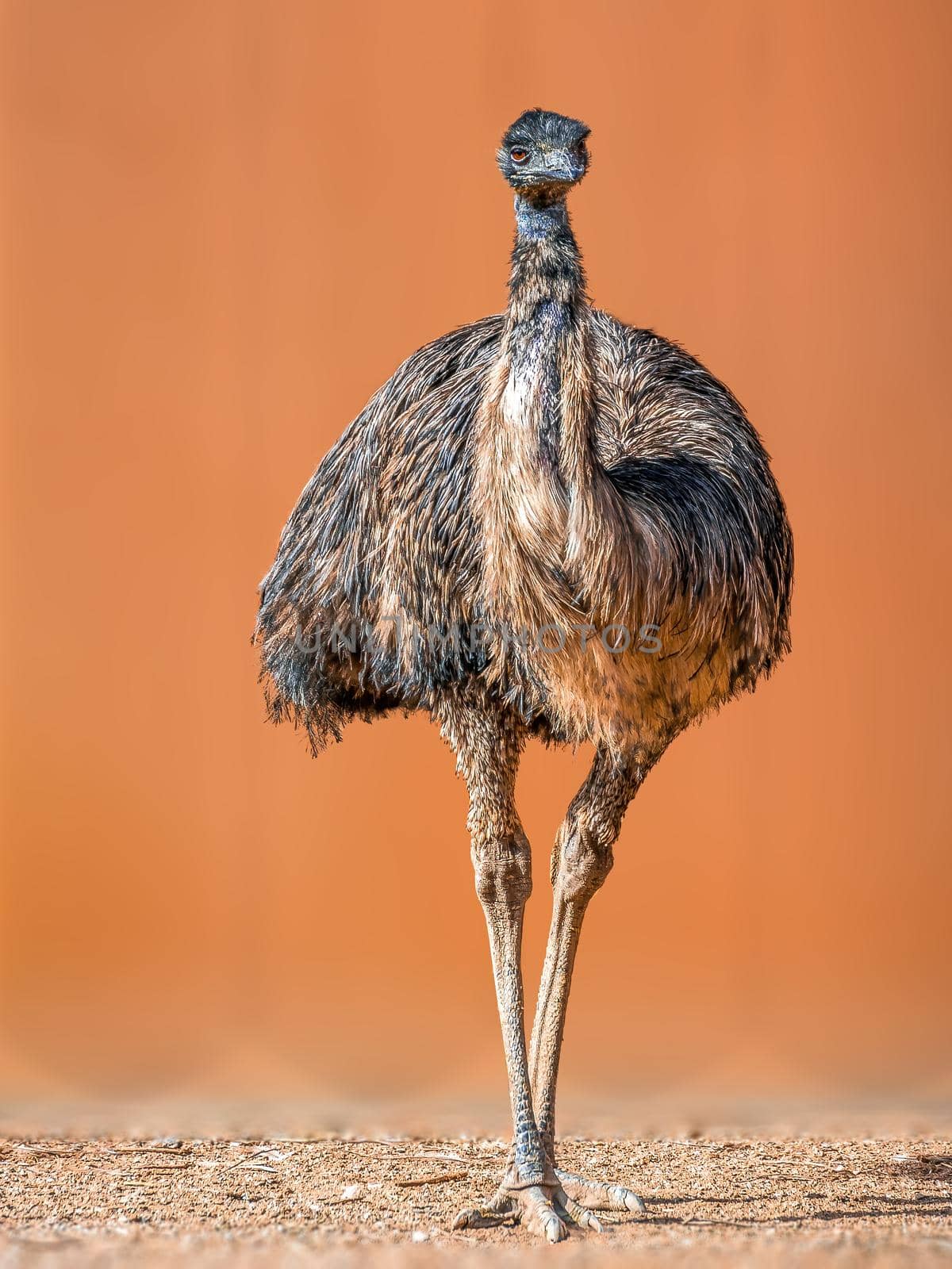 a beautiful colorful bird sits and looks