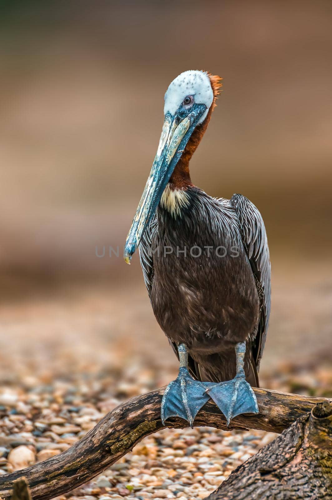 a water bird swims on a lake