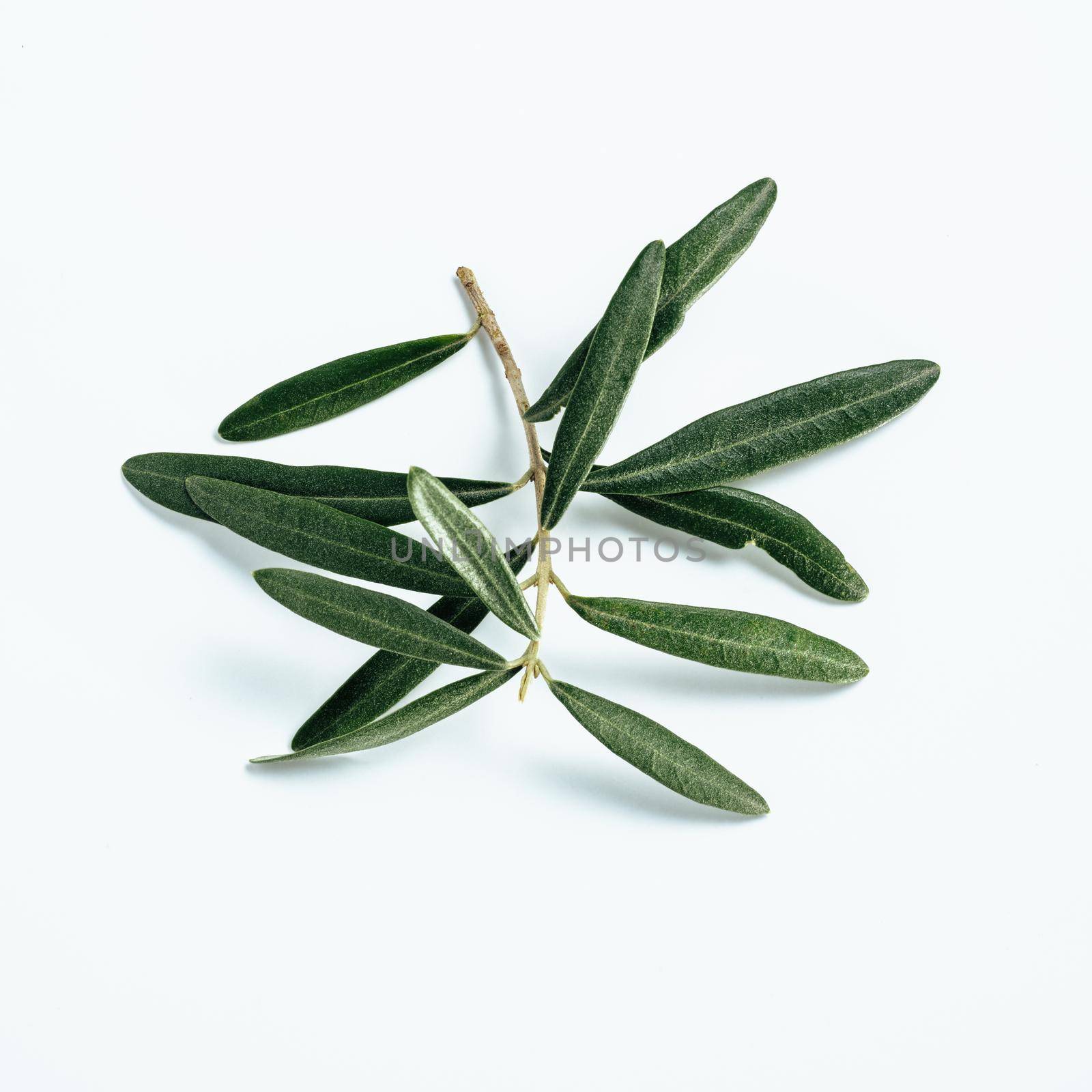 Olives tree branch on white background. Fresh green olive leaves on branch isolated on white with clipping path