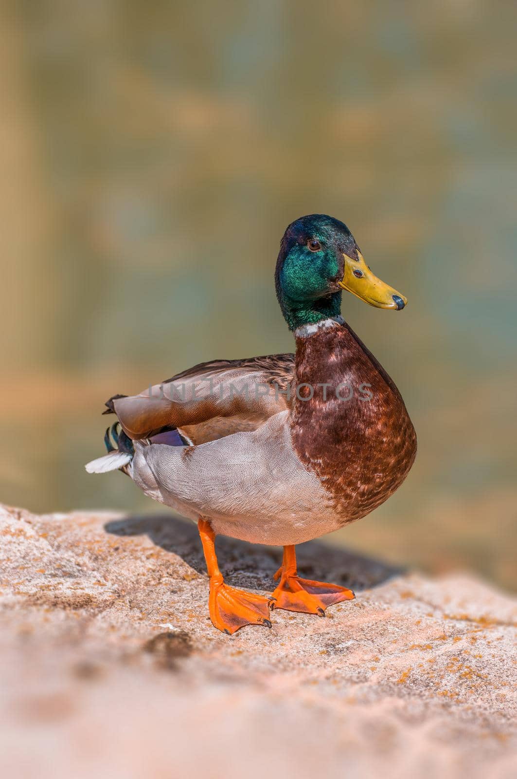 a water bird swims on a lake