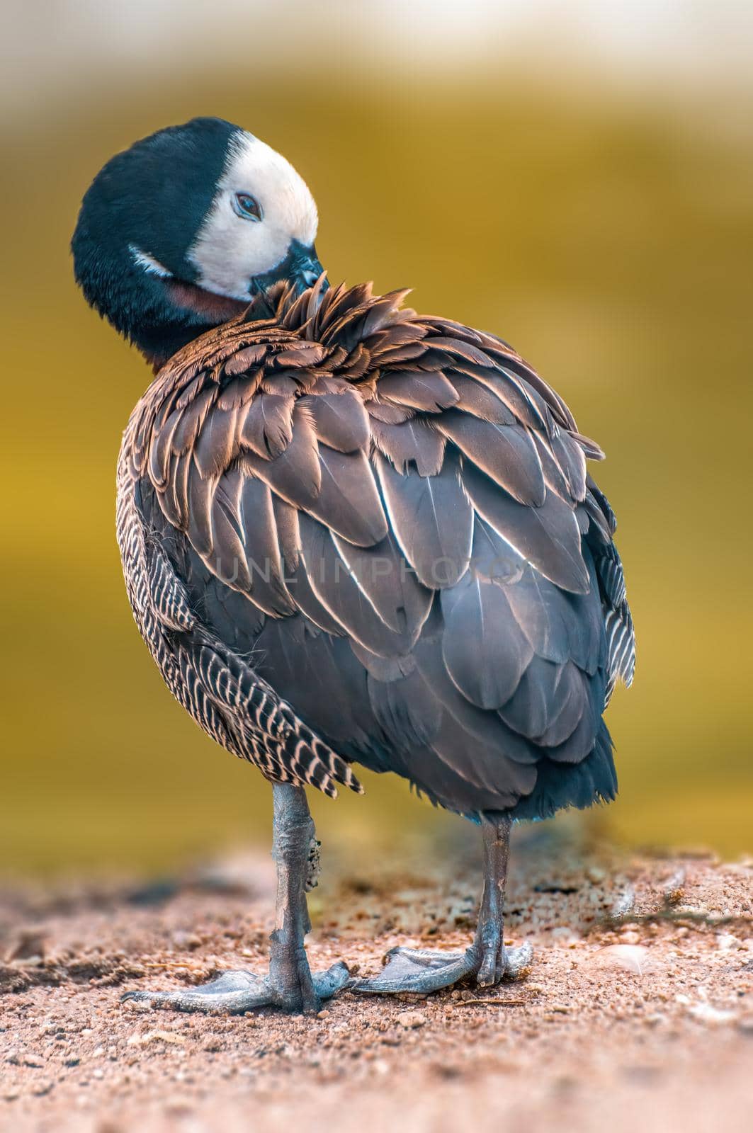 a water bird swims on a lake