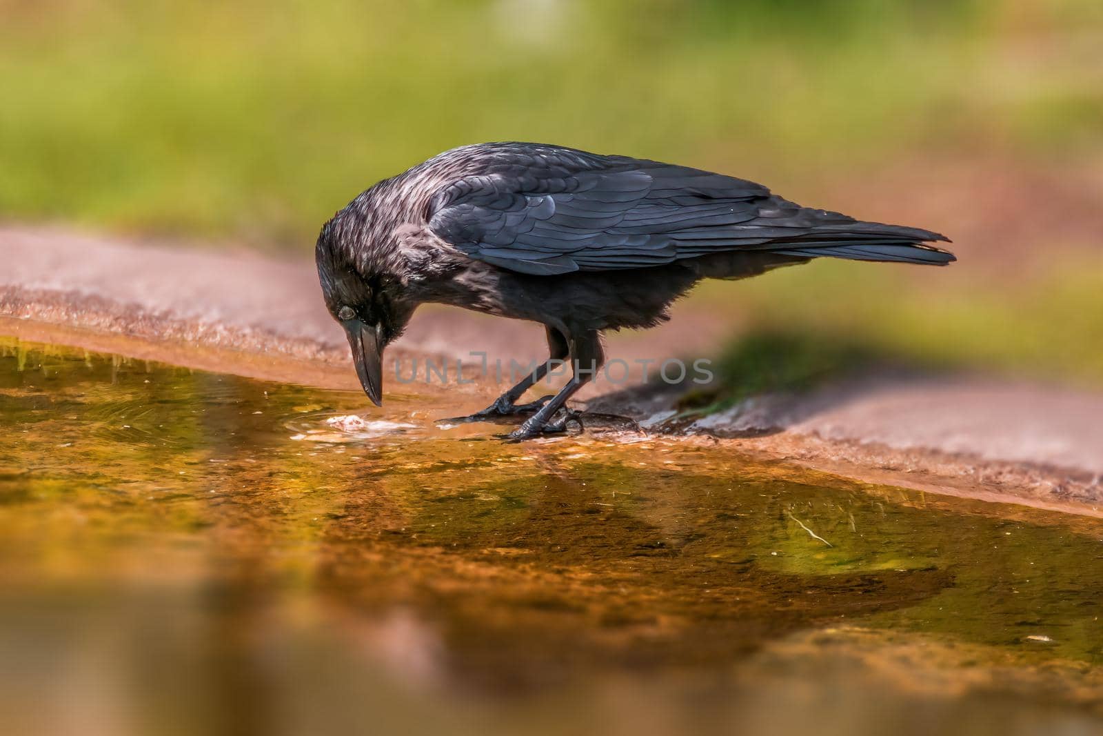 a beautiful colorful bird sits and looks