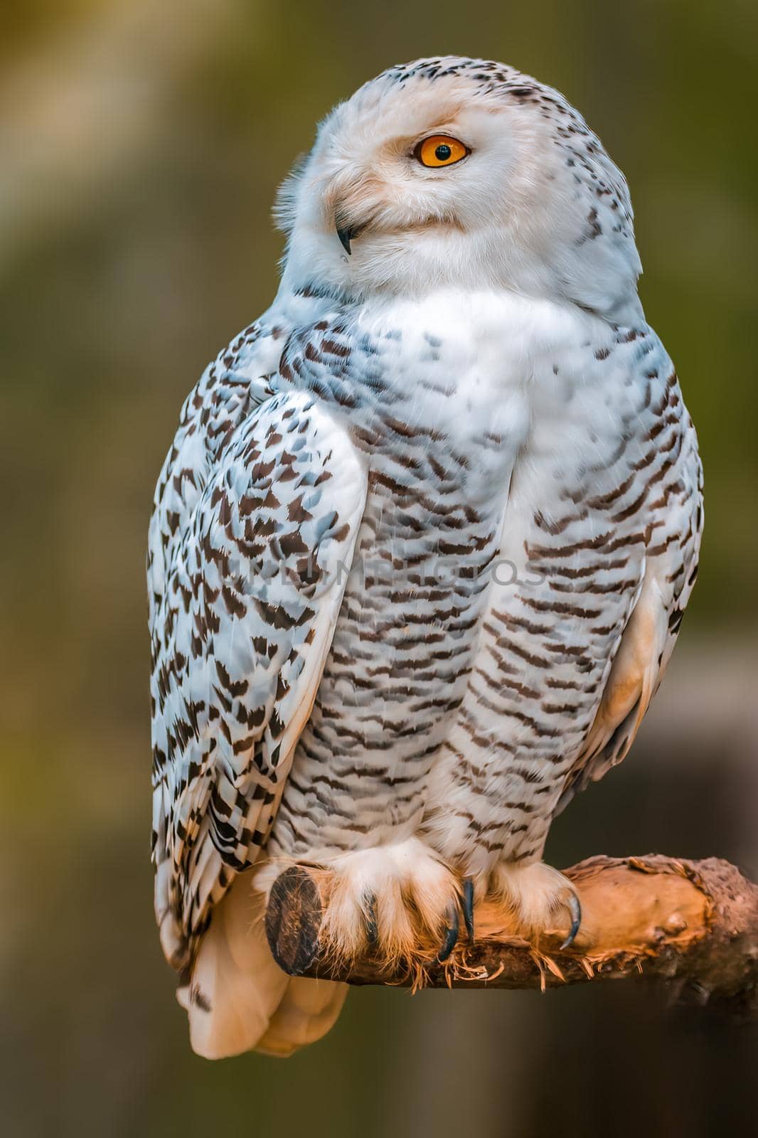a beautiful colorful bird sits and looks