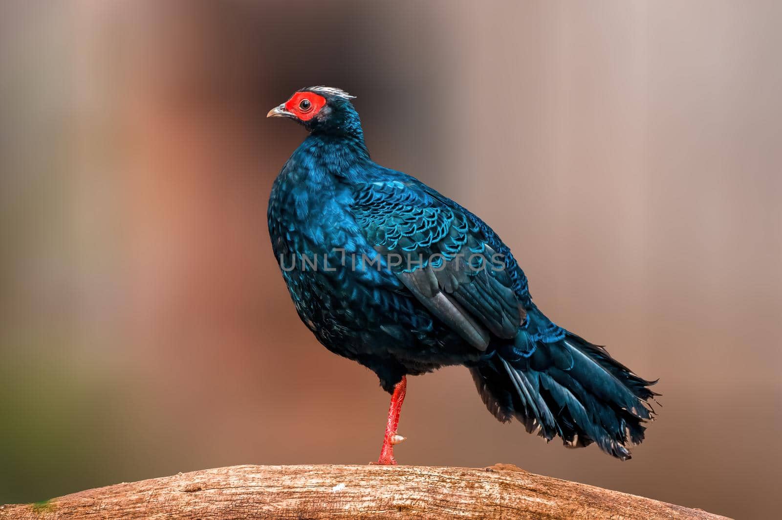 a beautiful colorful bird sits and looks