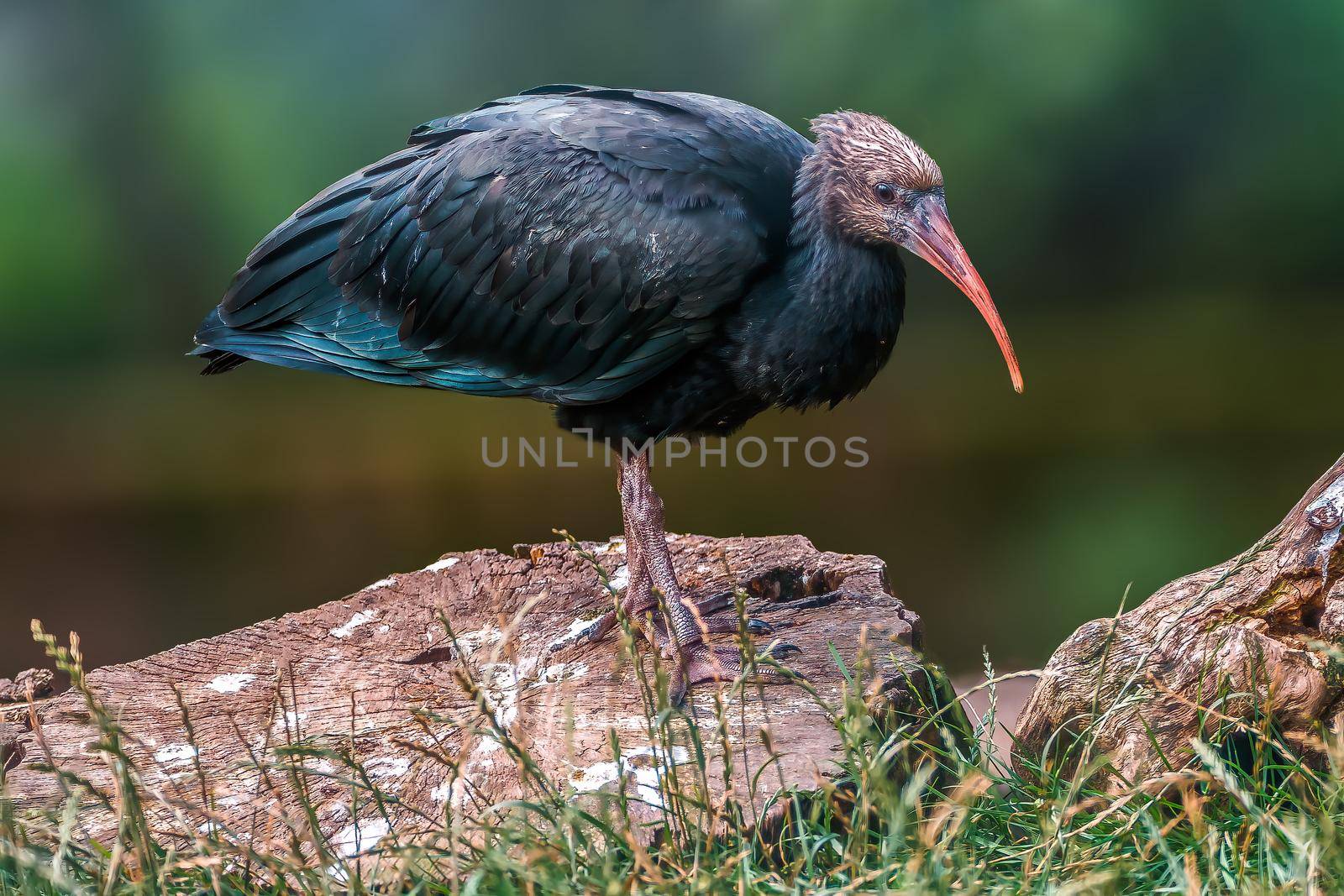 a beautiful colorful bird sits and looks