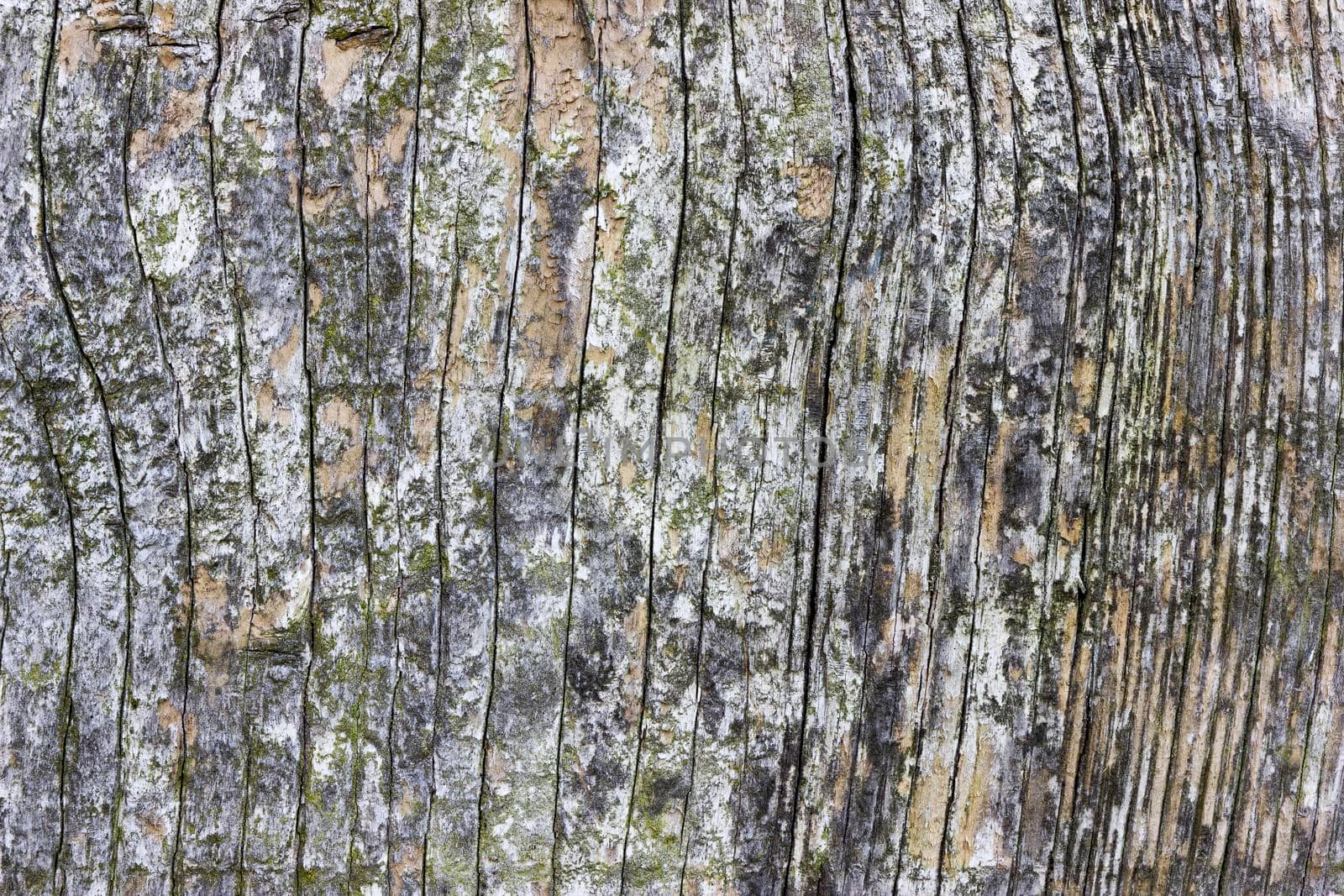 An abstract of weathered wood. The wood is heavily weathered and lightly cracked along the wood grain.