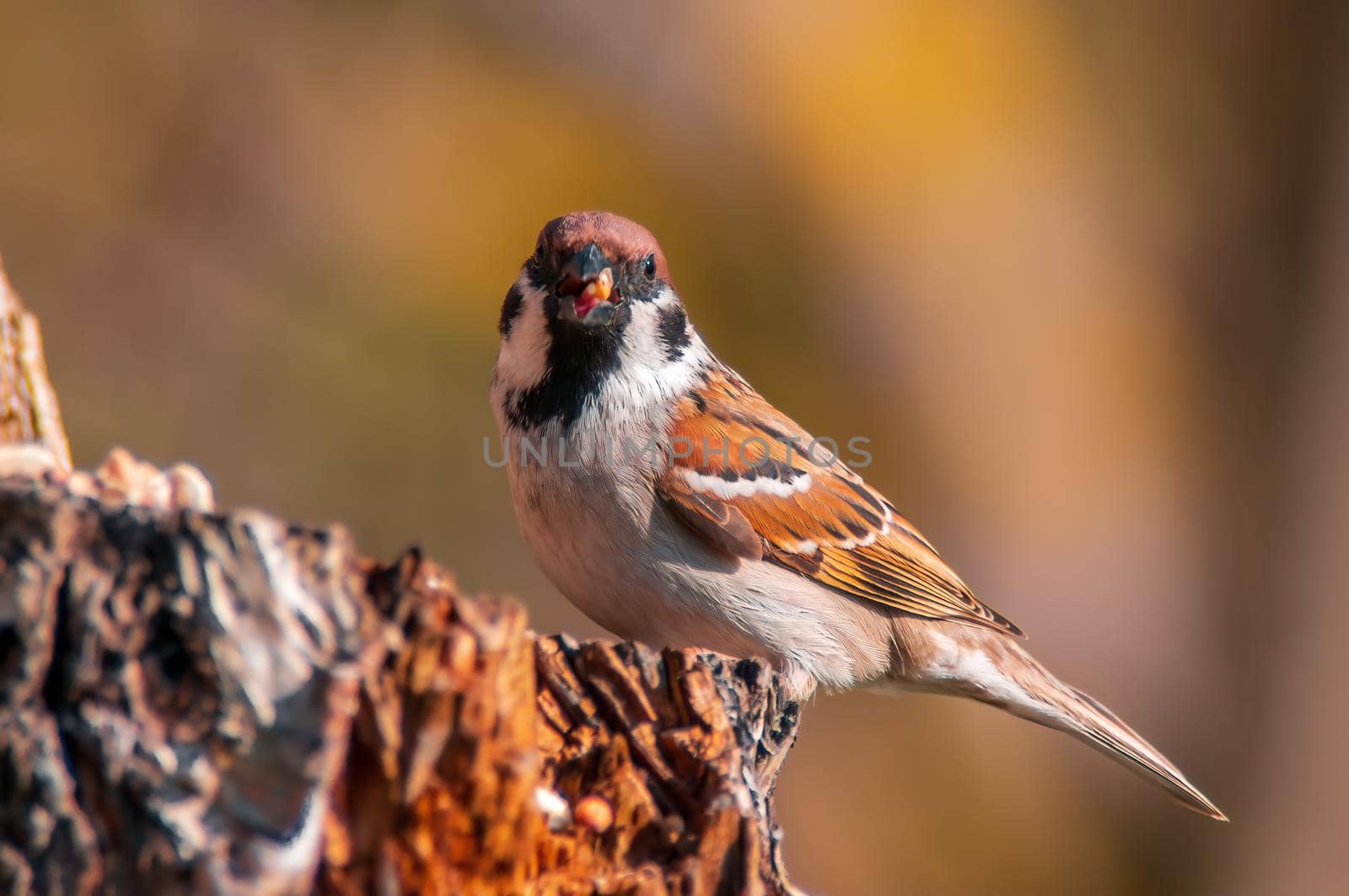 a beautiful colorful bird sits and looks
