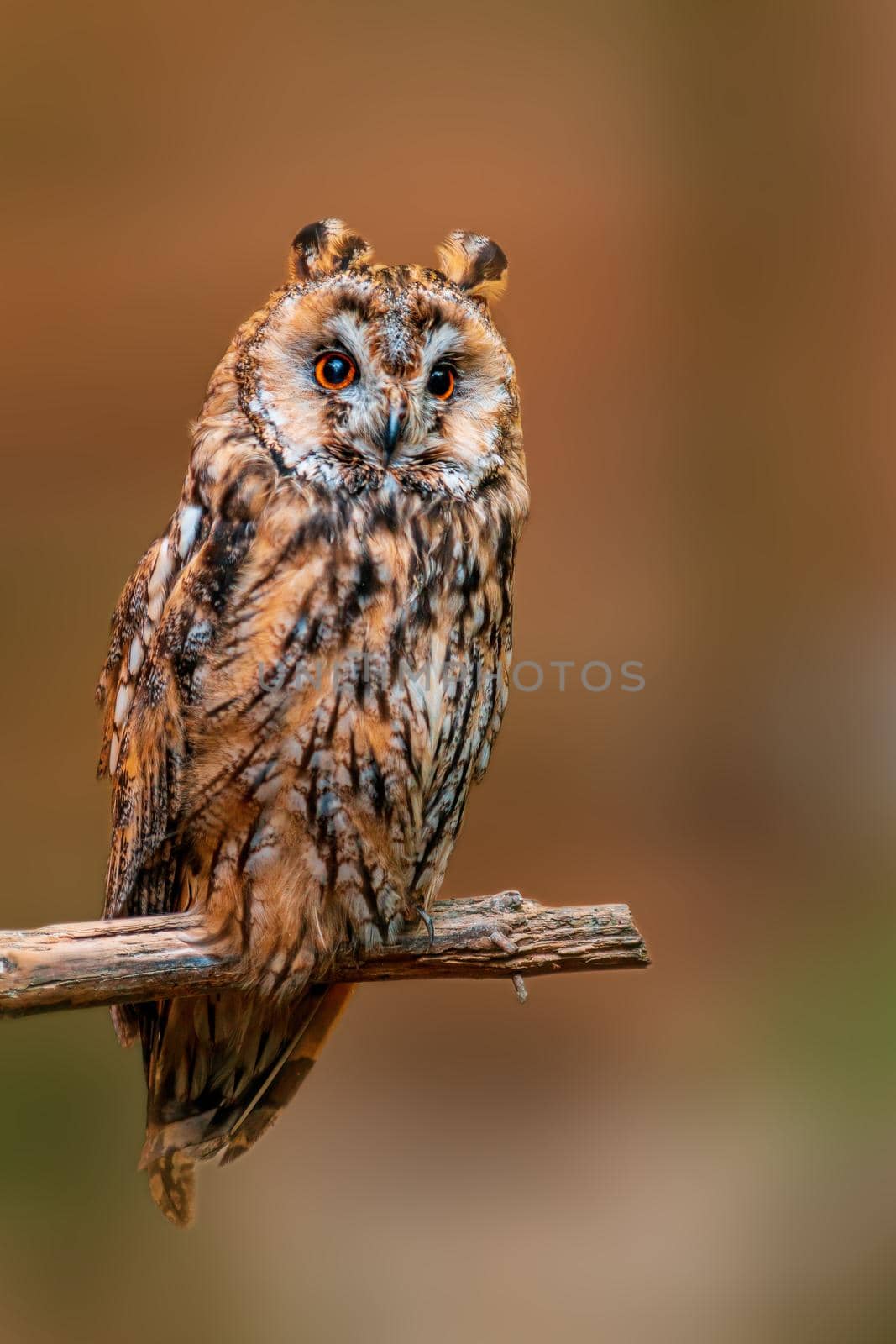 a beautiful colorful bird sits and looks