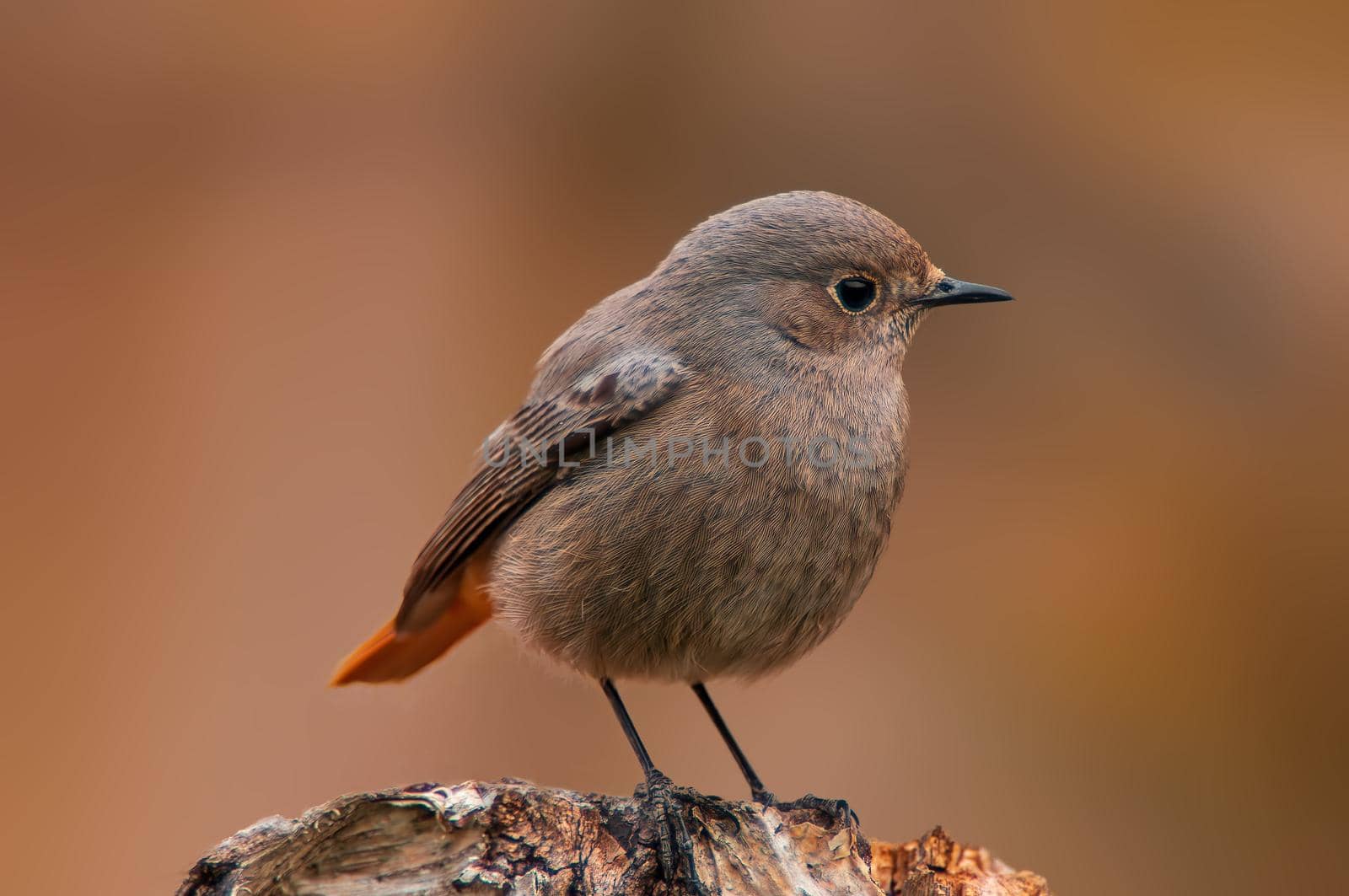 a beautiful colorful bird sits and looks