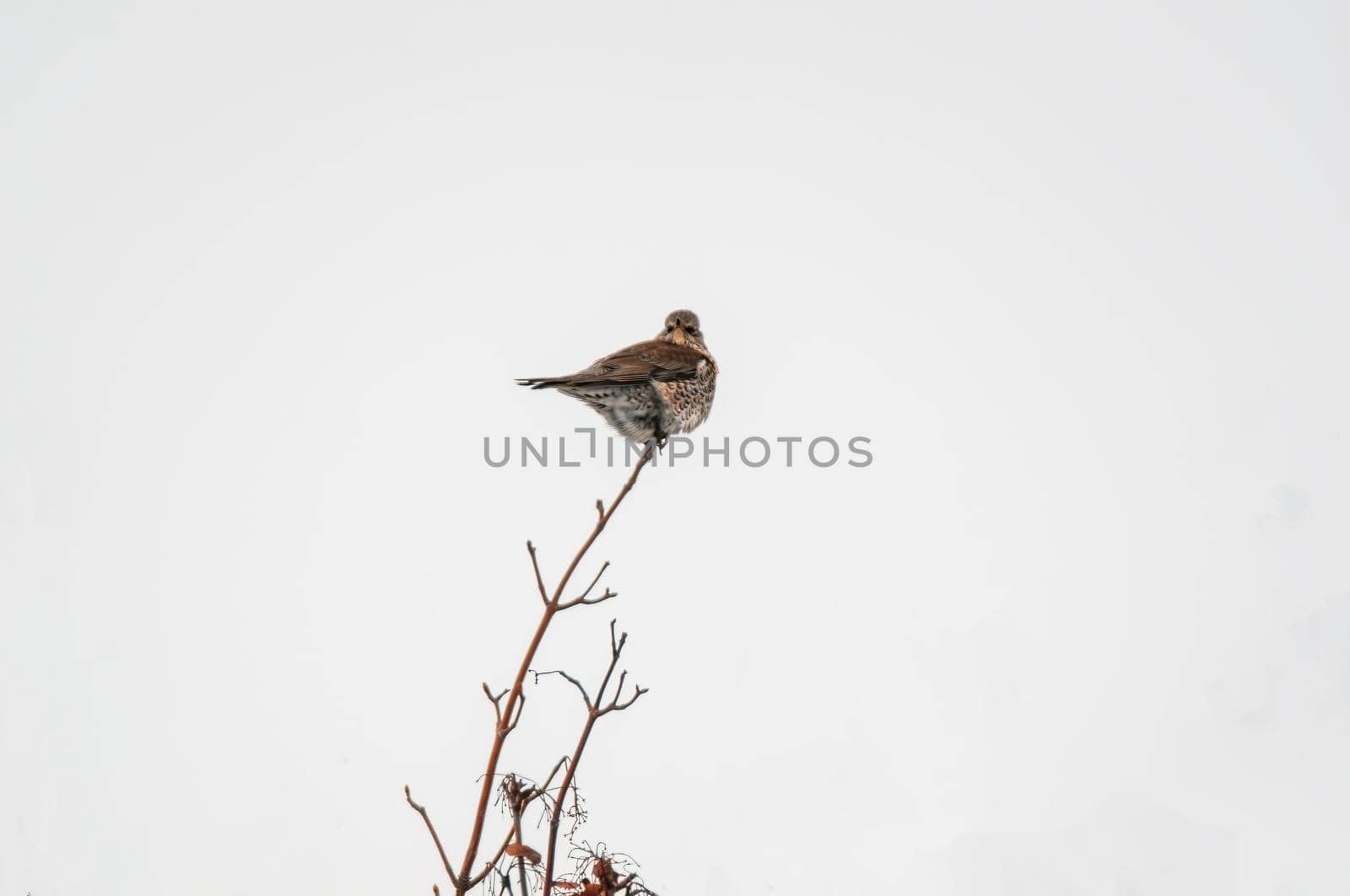 a beautiful colorful bird sits and looks