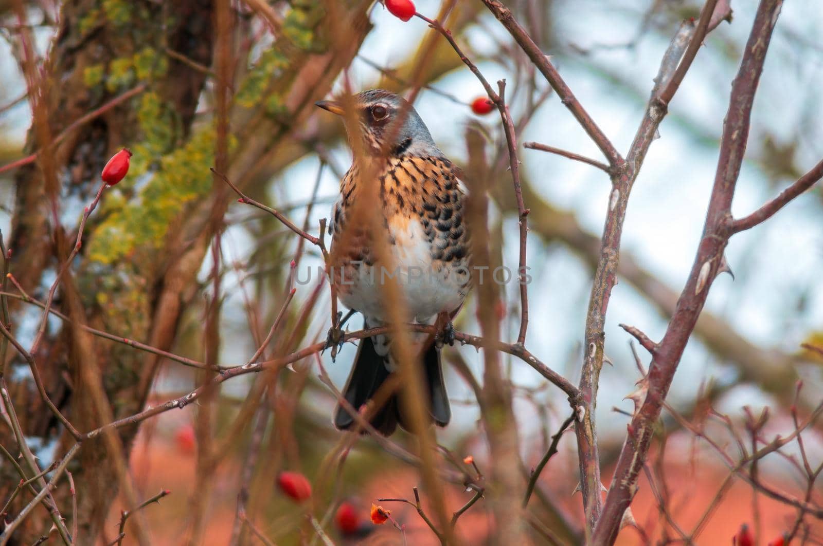 a beautiful colorful bird sits and looks
