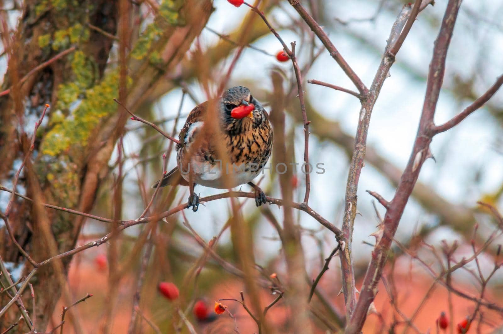 a beautiful colorful bird sits and looks