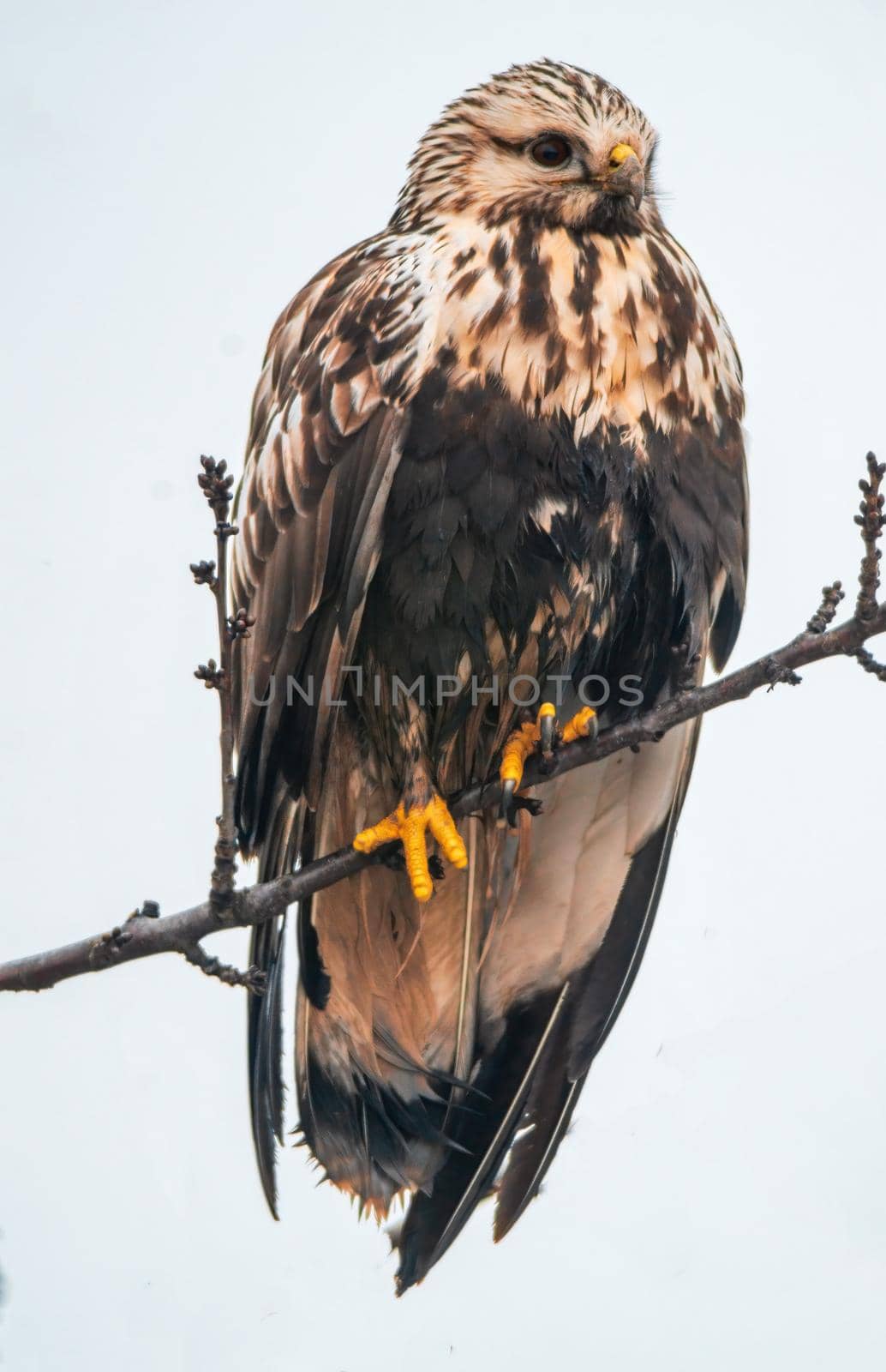 a beautiful colorful bird sits and looks