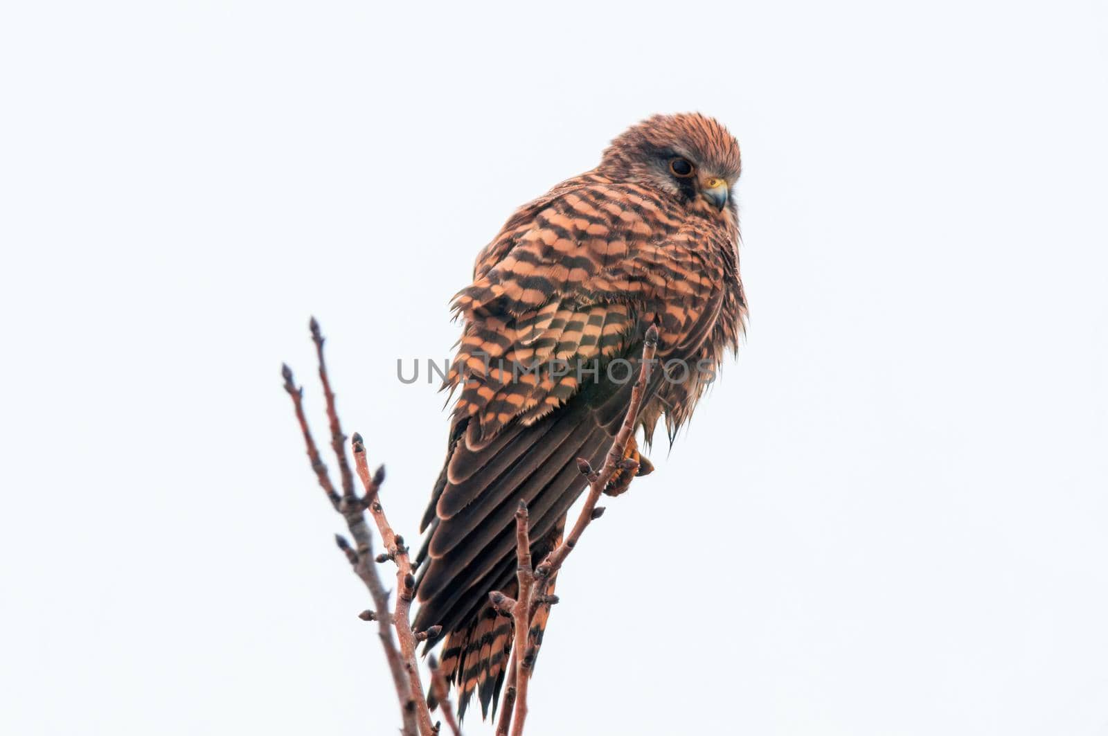 a beautiful colorful bird sits and looks