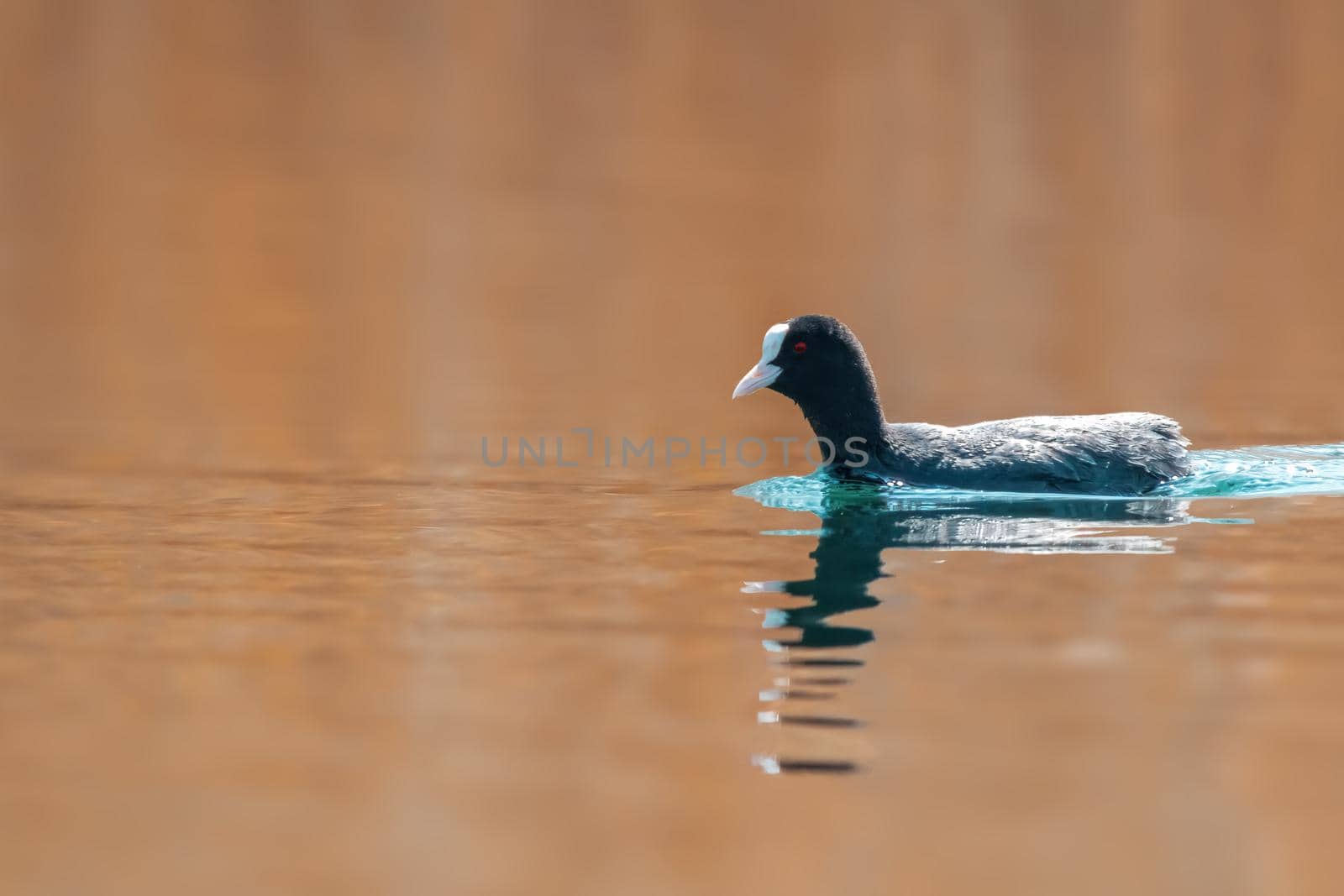 a water bird swims on a lake