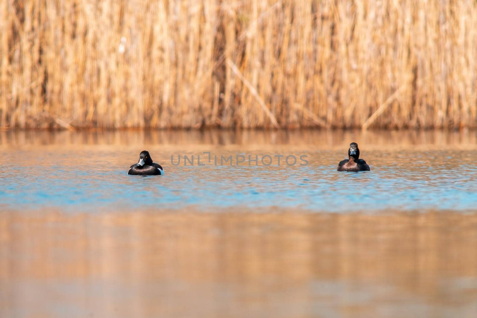 a water bird swims on a lake
