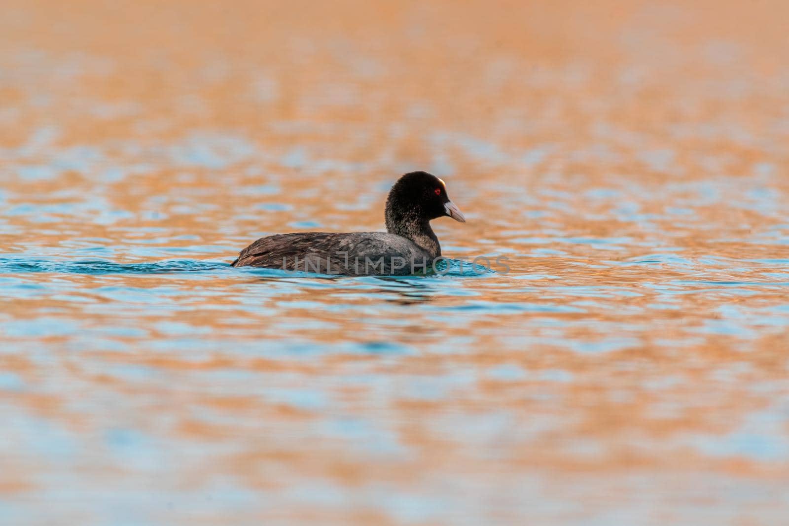a water bird swims on a lake