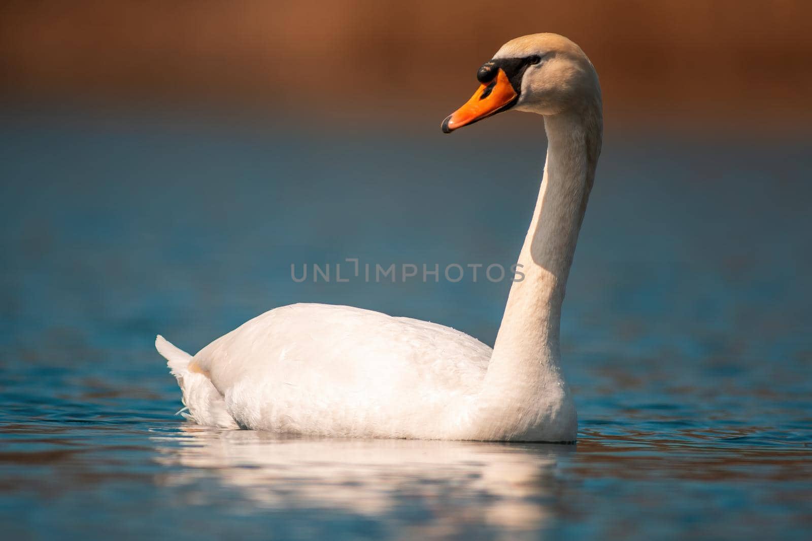 a water bird swims on a lake