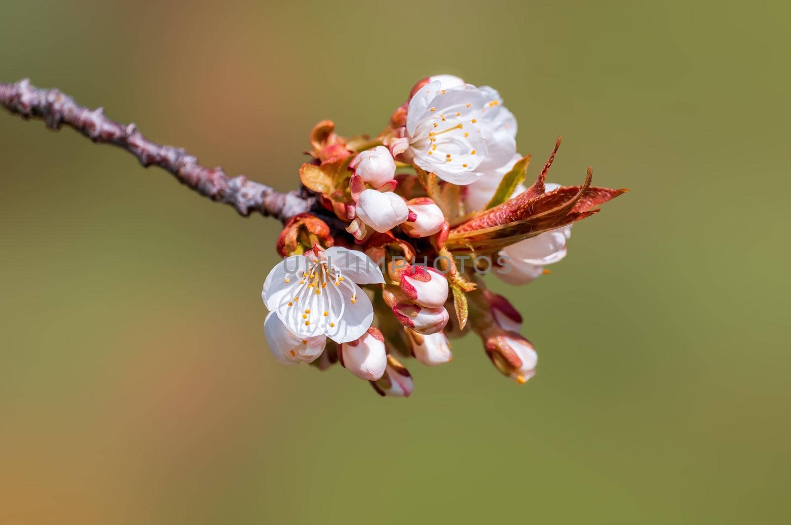 Branch with beautiful fresh spring flowers