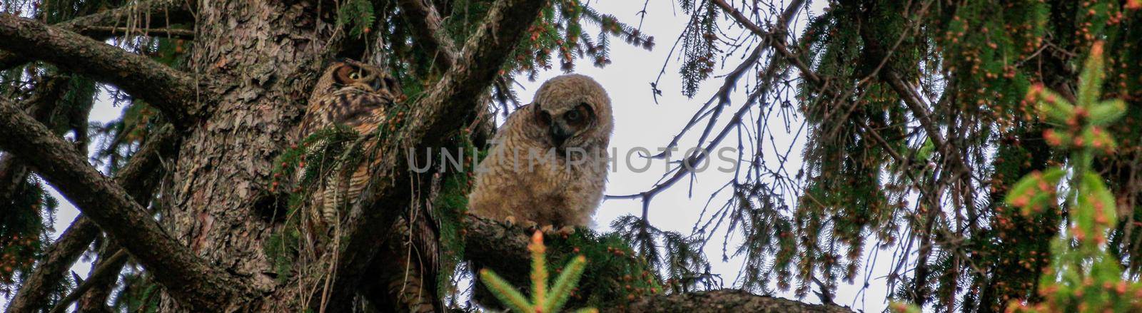 A young great horned owlet with their mother in a tree by mynewturtle1