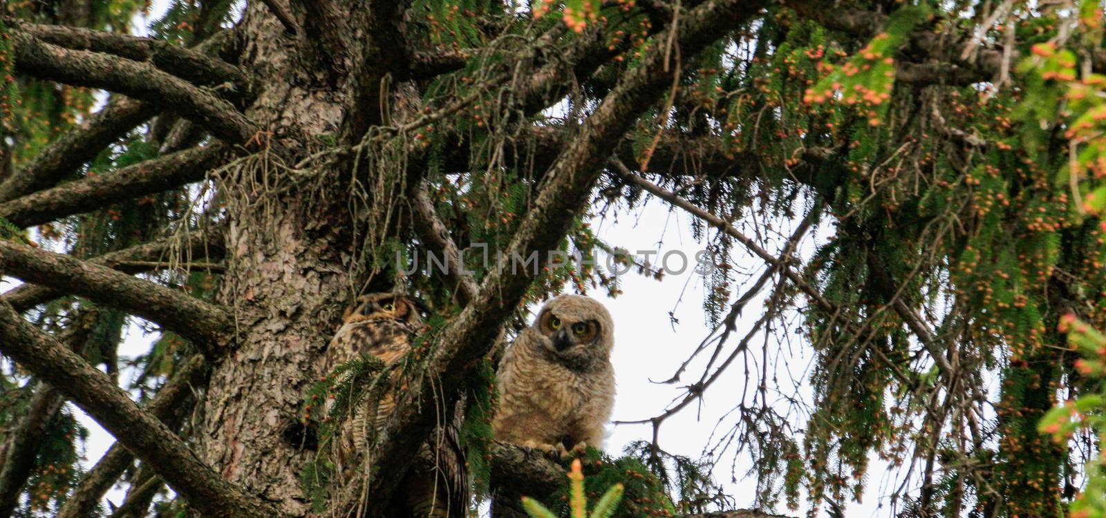 A great horned owl and her owlet sitting in a tree at dusk preparing to hunt by mynewturtle1