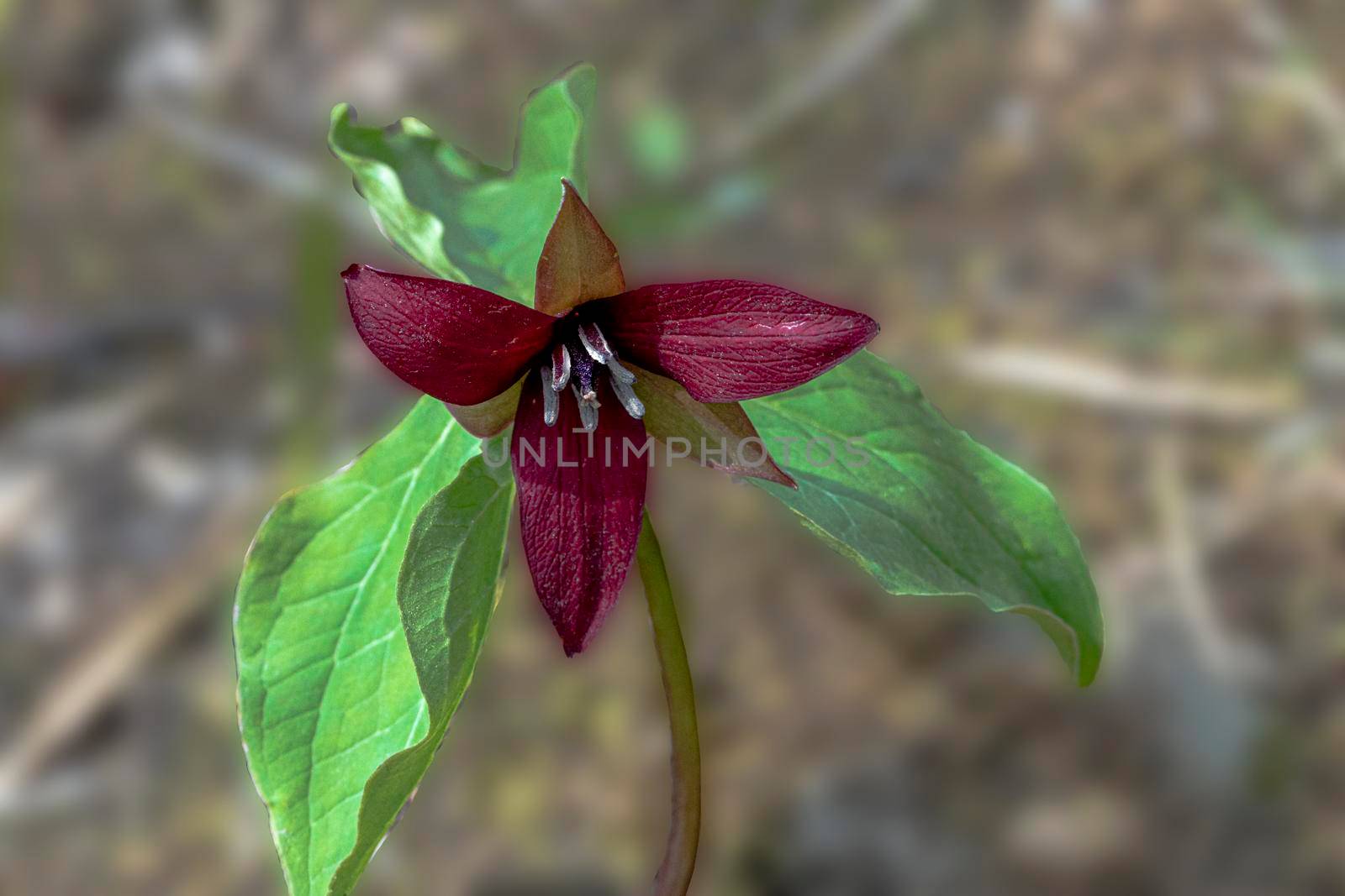 The burgundy and white Trillium flowers are symbols of the province of Ontario