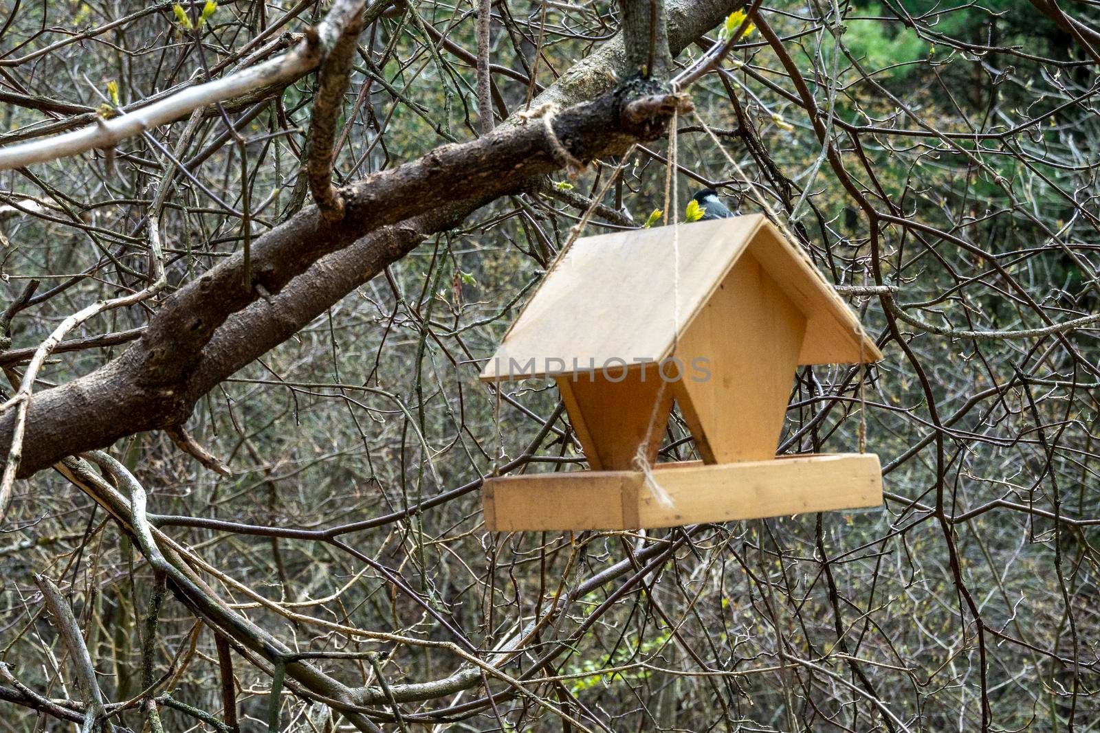 A lonely feeder in the forest among the branches hangs in anticipation of the birds