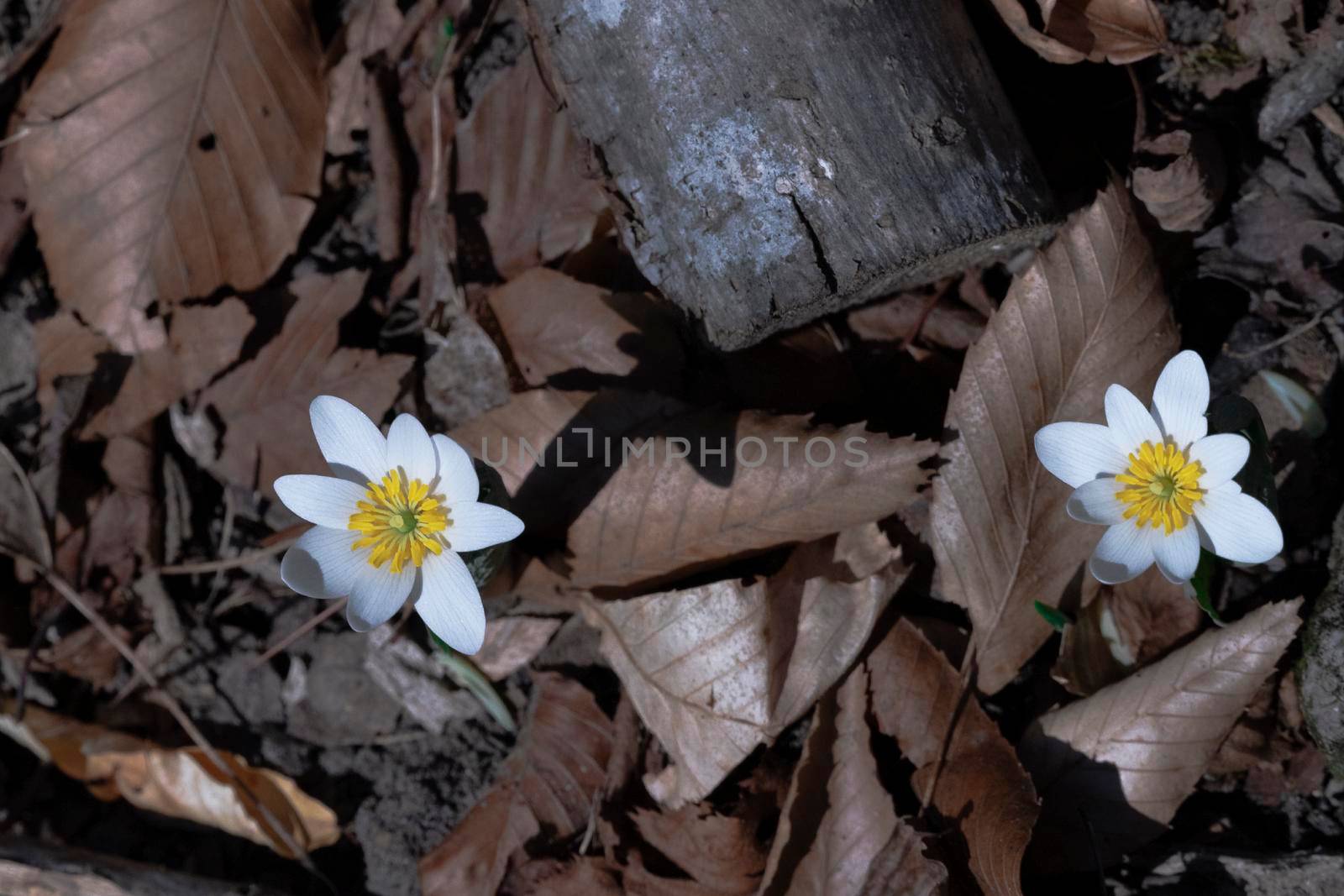 The first forest flowers made their way through last year's foliage by ben44
