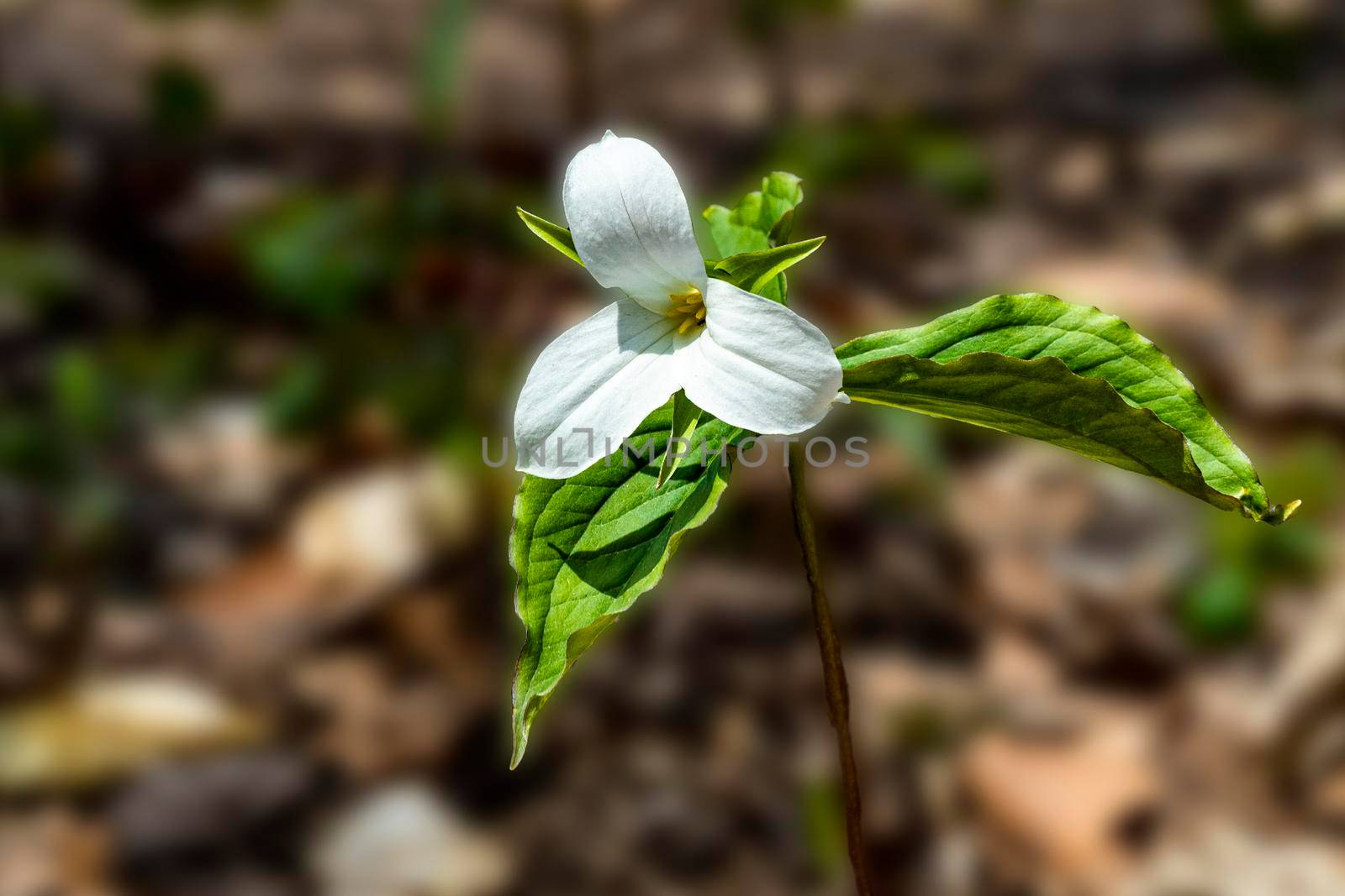 White Trillium symbol of Ontario by ben44