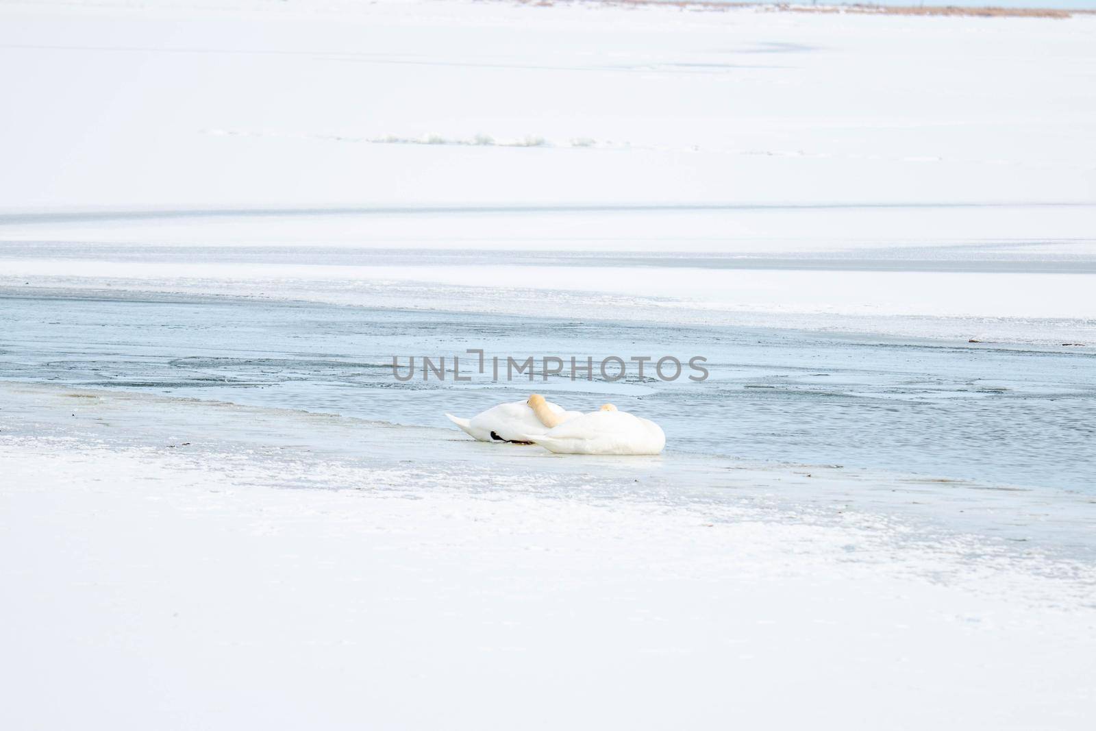 A swan sleeping on the ice in canada by mynewturtle1