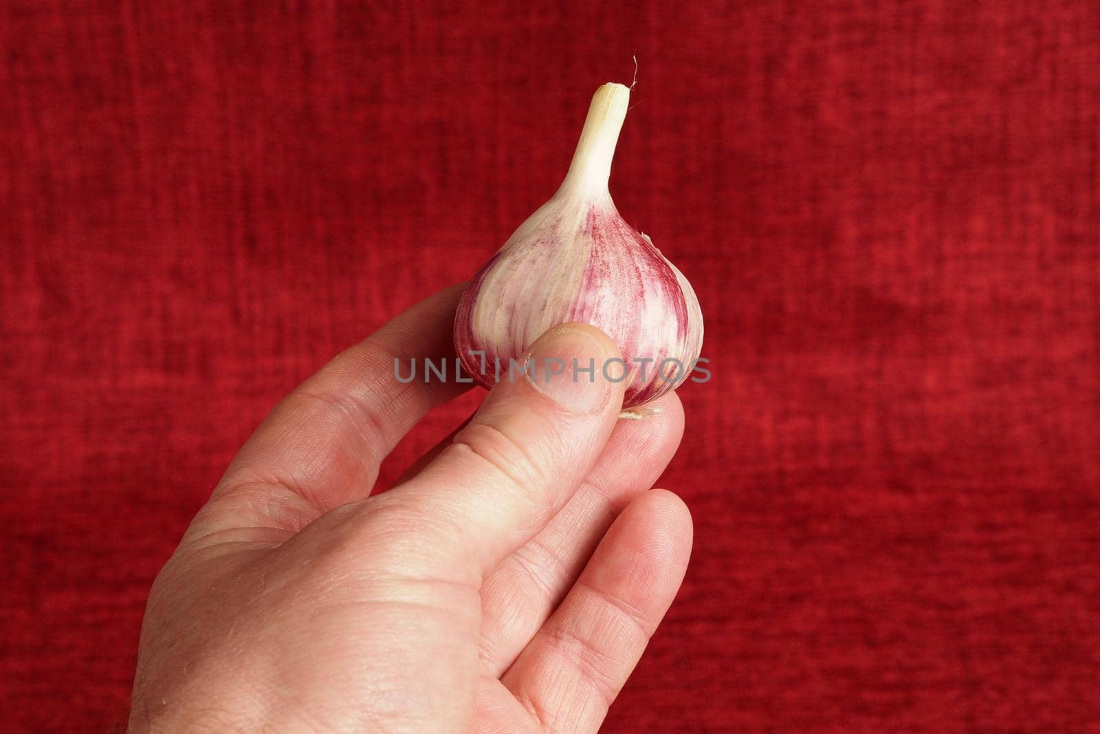 A man holds fresh garlic in his hand, close-up, in isolation. by Olga26