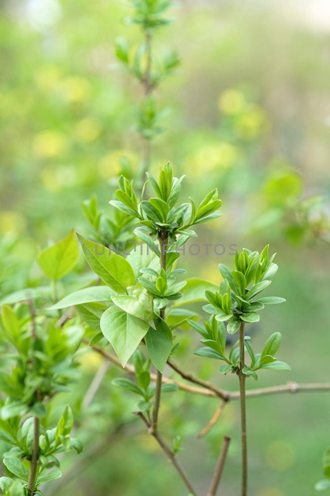 Green blooming leaves on branches, springtime season plants, selective focus.