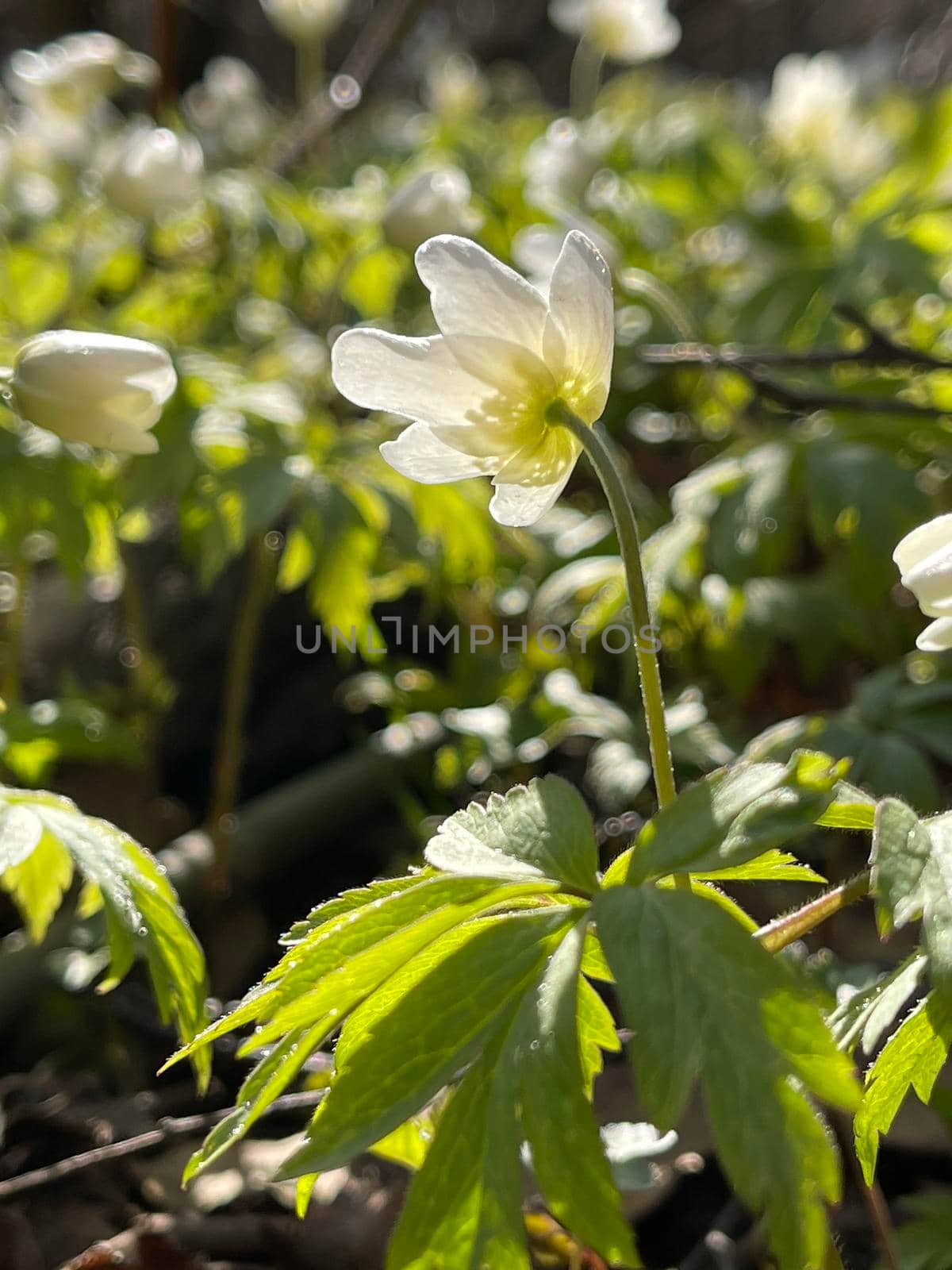 The early blooming of snowdrops in spring forest at sunny day, white flowers, wild wood, close-up photo. High quality photo