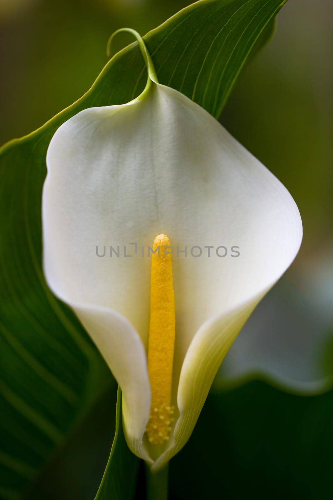 A single elegant lily blossom, zantedeschia aethiopica, delicately curved
