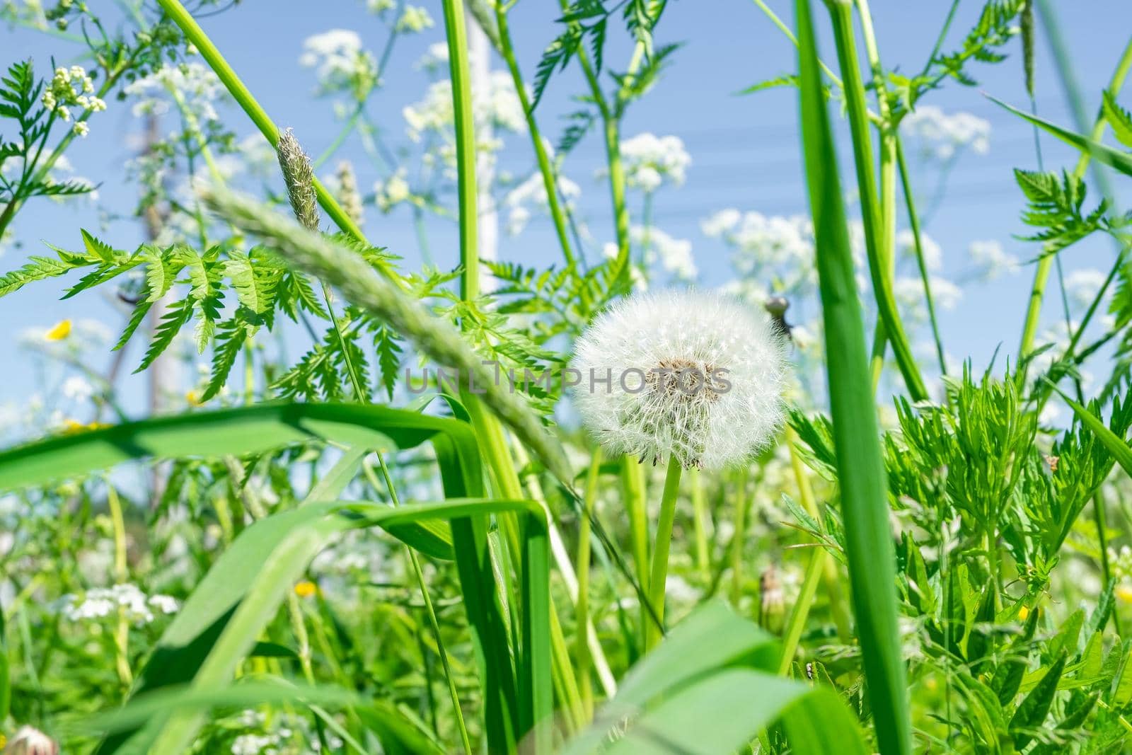 Close-up of cow parsley and dandelion plants on a green meadow in summer against a bright blue sky. Defocus, selective and soft focus