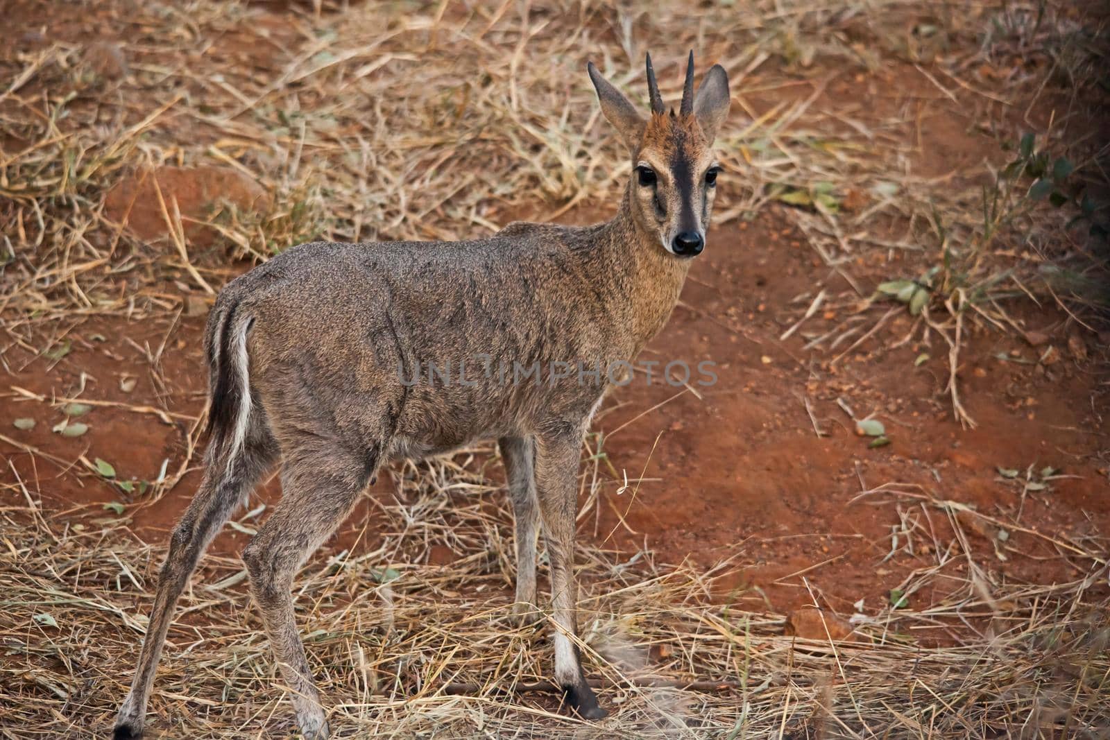 The Duiker gets its name from the Afrikaans word 'duiker' which means to dive, relating to the animal's habit of ducking away into bushes when danger threatens.