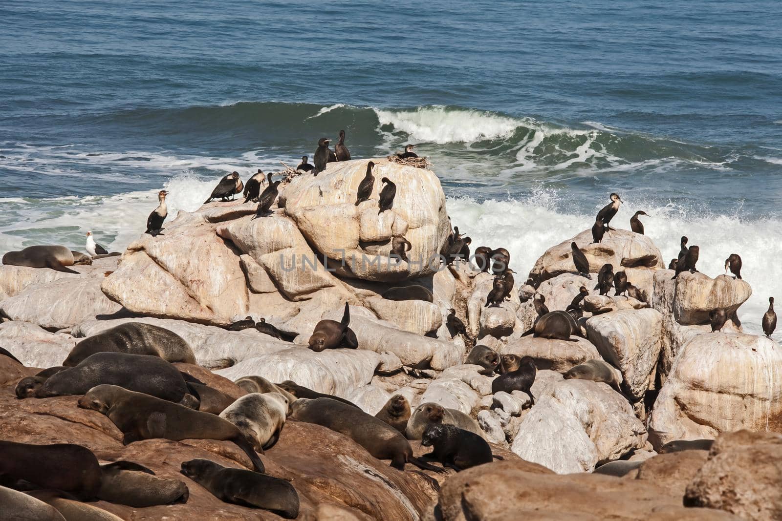 Cormorants and seals resting on a rocky shore 11977 by kobus_peche