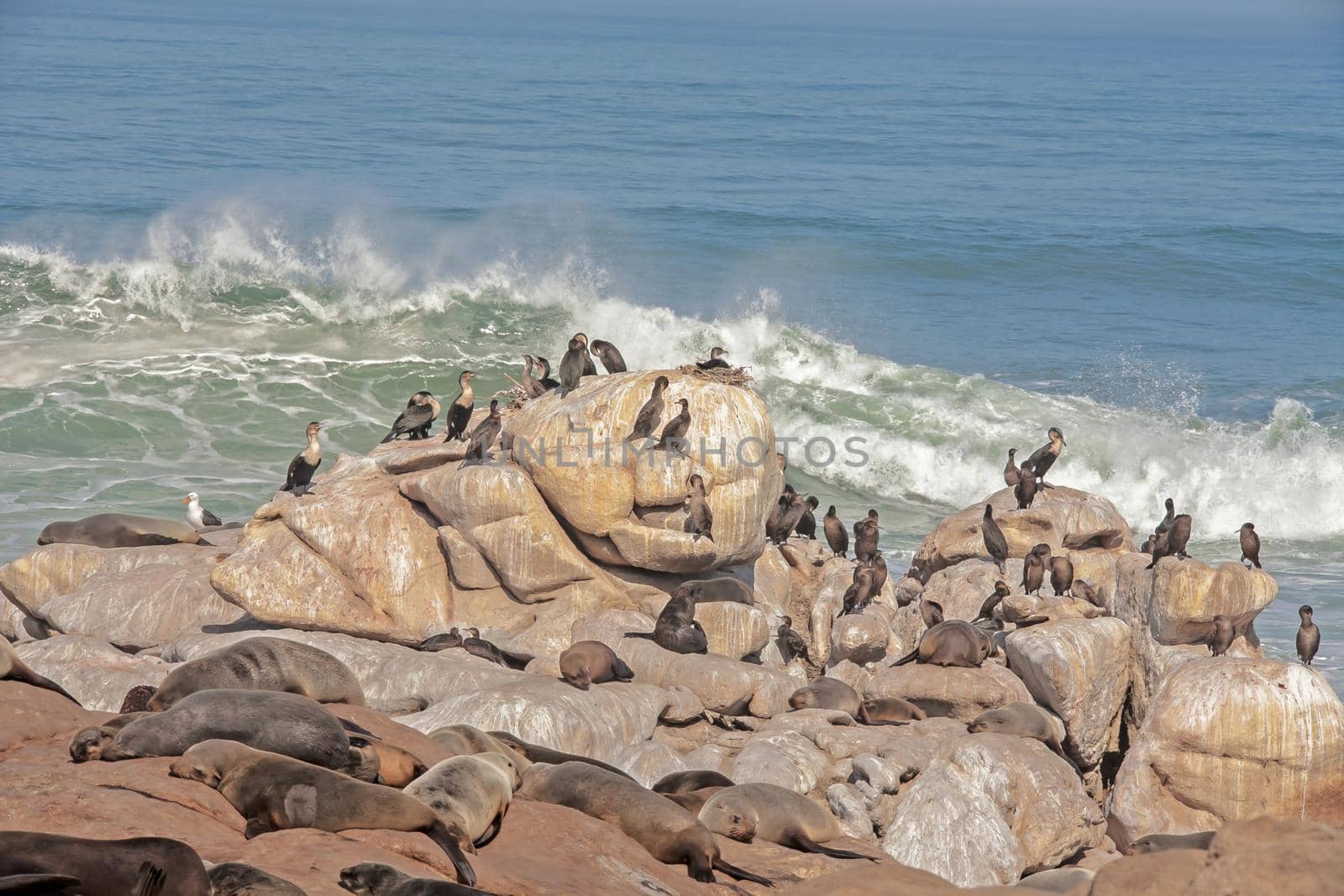 Breeding White-breasted Cormorant (Phalacrocorax lucidus) and Cape Fur Seal (Arctocephalus pusillus) on a rocky Namaqualand coast