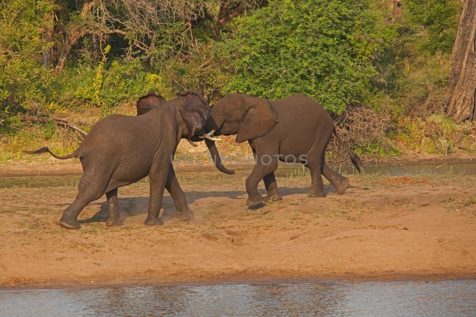 Young African Elephant bulls fighting 13670 by kobus_peche