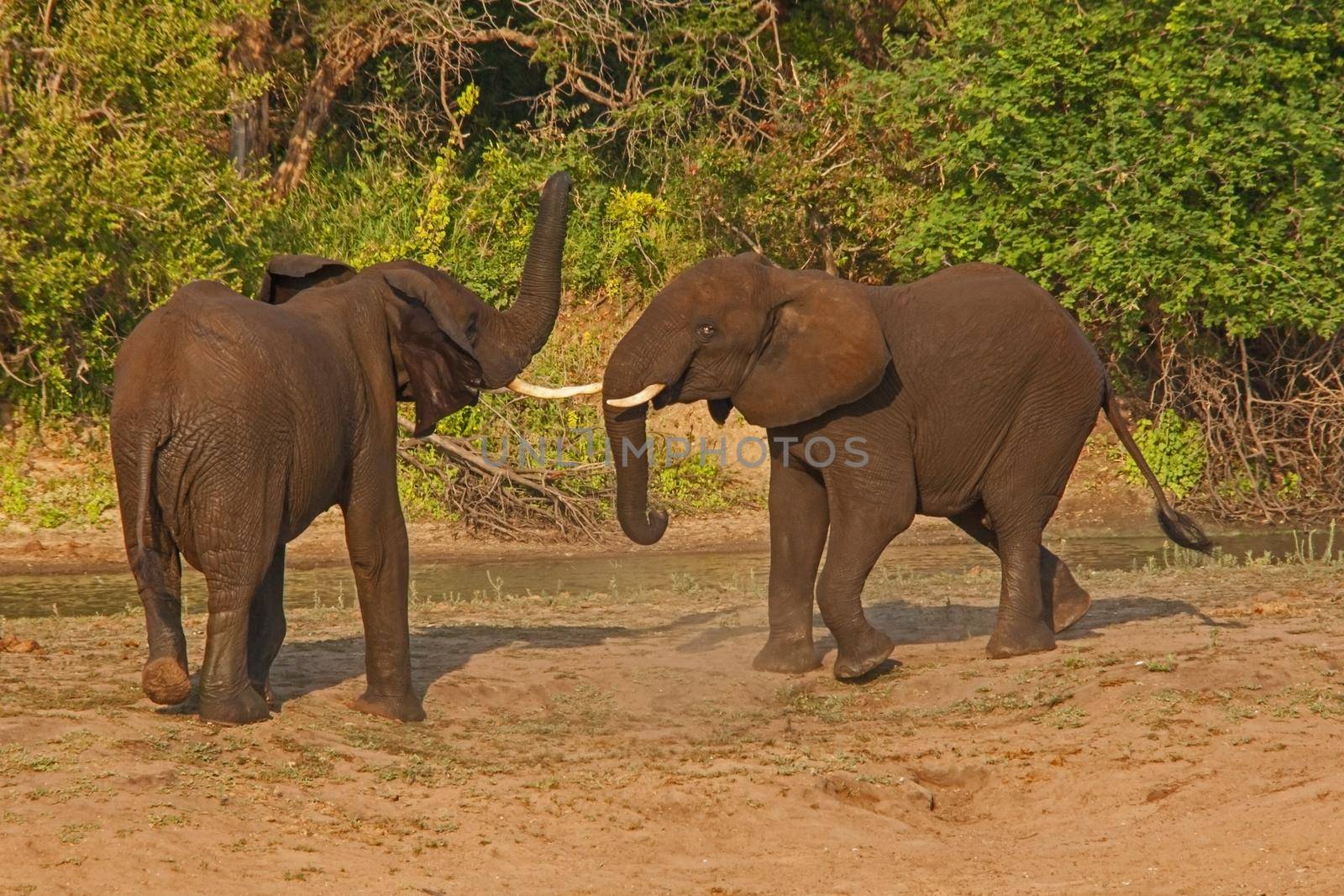 Young African Elephant (Loxodonta africana) bulls play-fighting to establish dominance