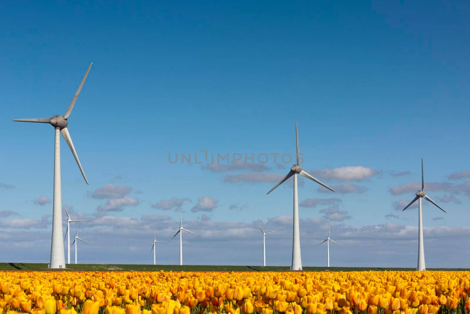 yellow spring tulips and wind turbines under blue sky in dutch part noordoostpolder in holland