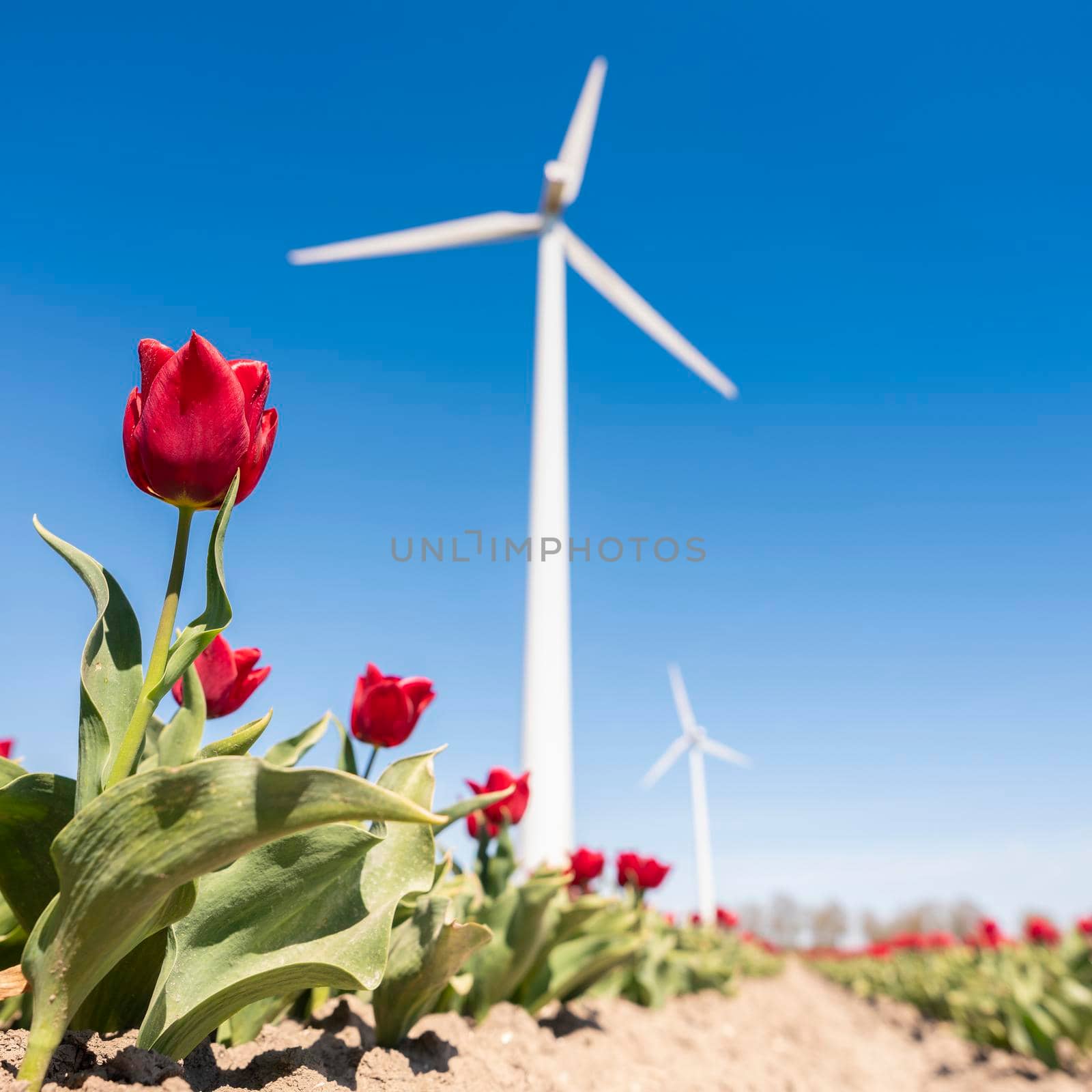 closeup of red tulips under blue sky with wind turbine in the background
