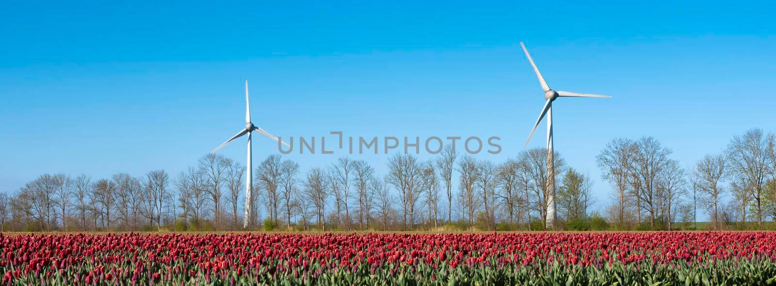 red tulip field and wind turbines under blue sky in the netherlands by ahavelaar