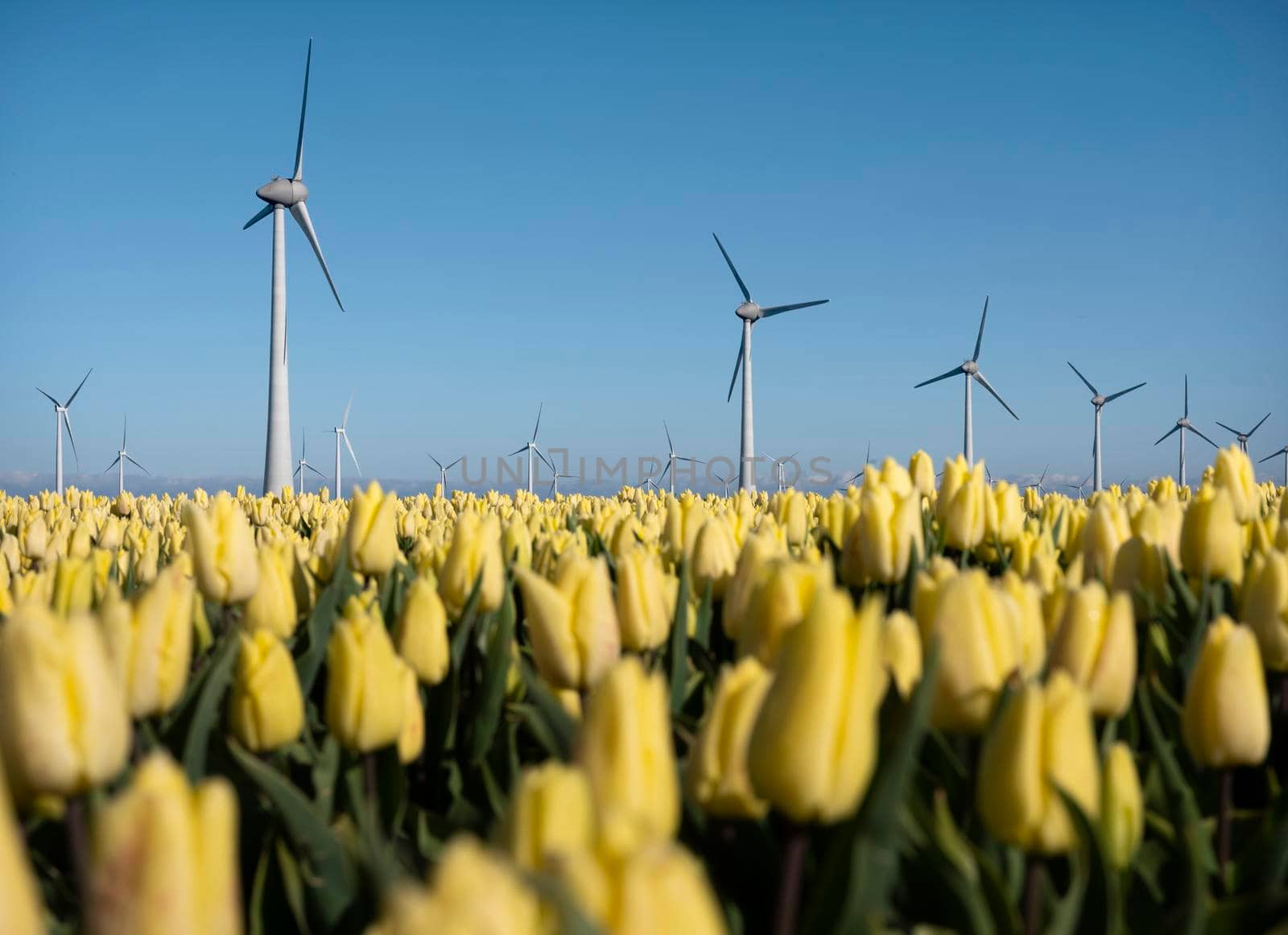 yellow tulips and wind turbines under blue sky in the netherlands by ahavelaar