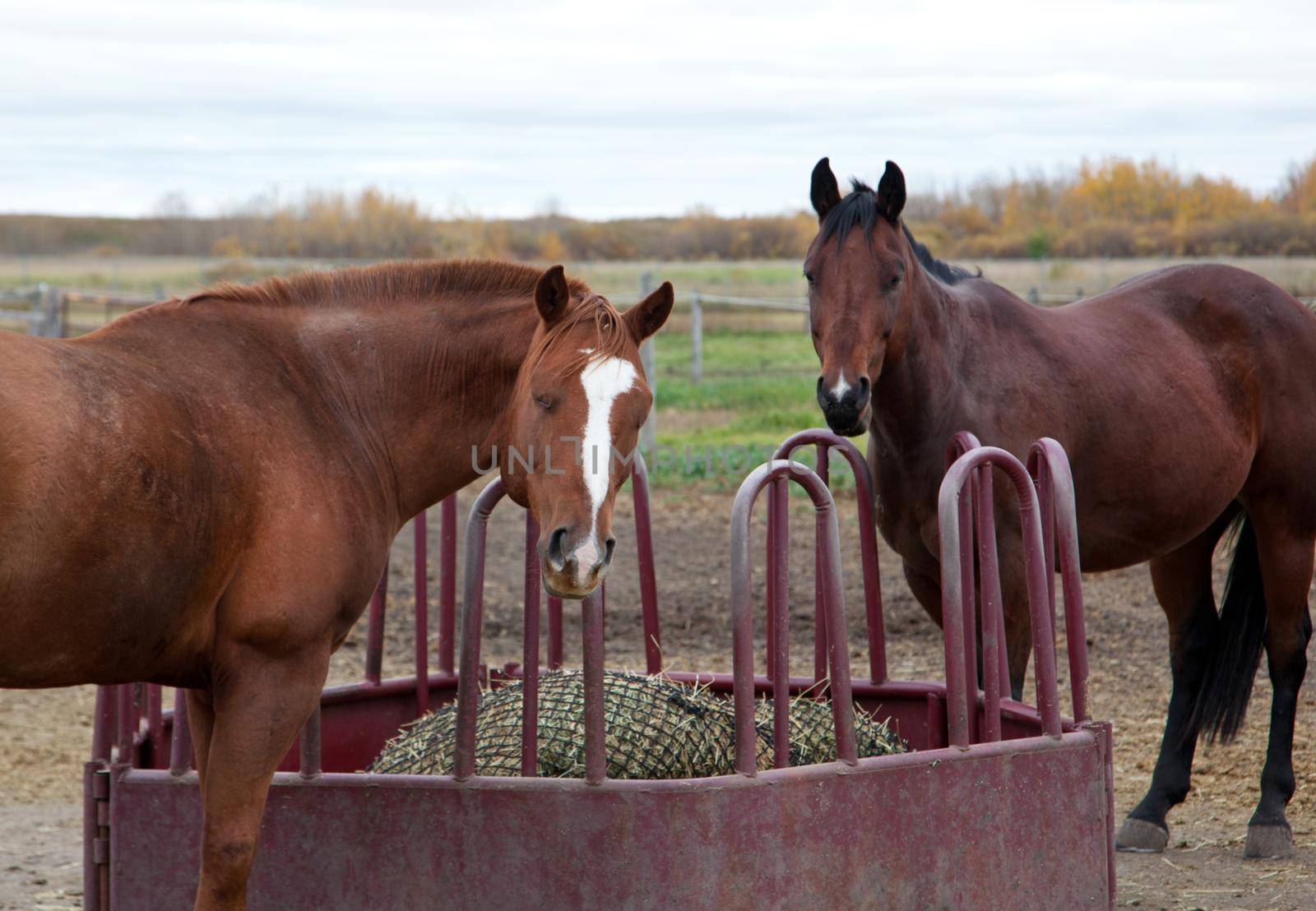 two brown horses inside a pen look at the camera, taking a break from eating hay 