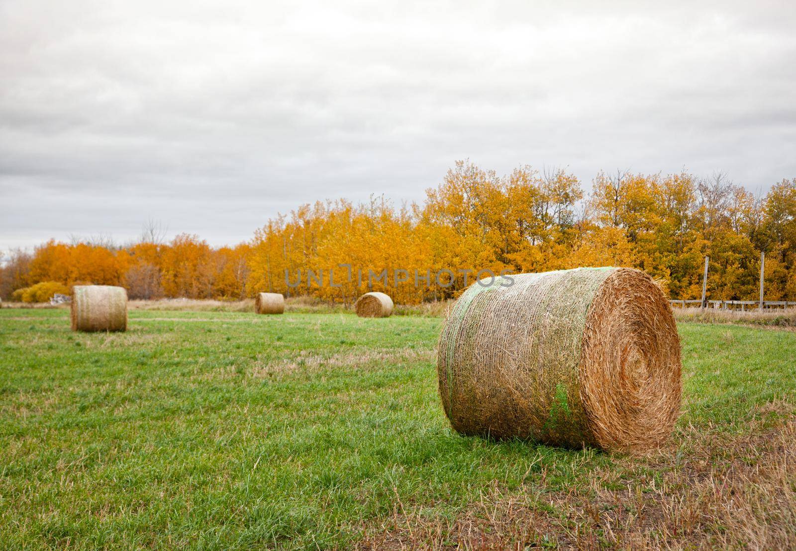 bales of hay in autumn prairie field  by rustycanuck