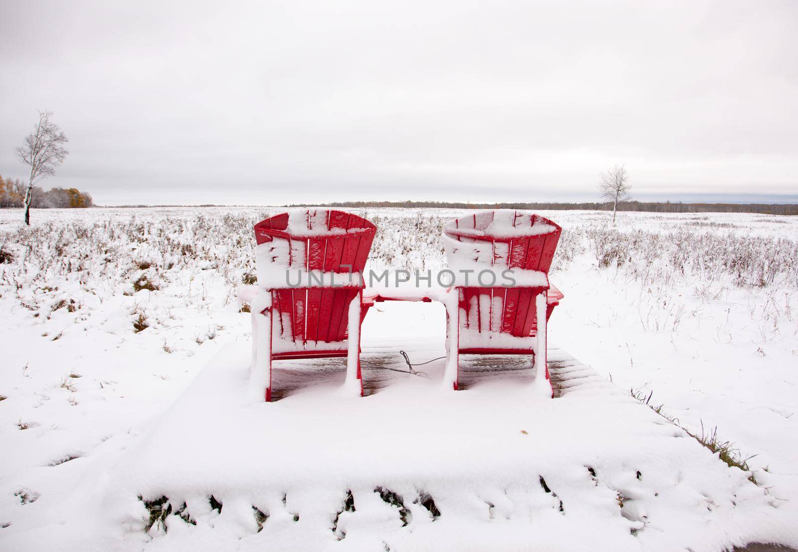 celebrating Canada's 150th with the famous Adirondack two red chairs at Elk Island Park in Alberta on a snowy day 