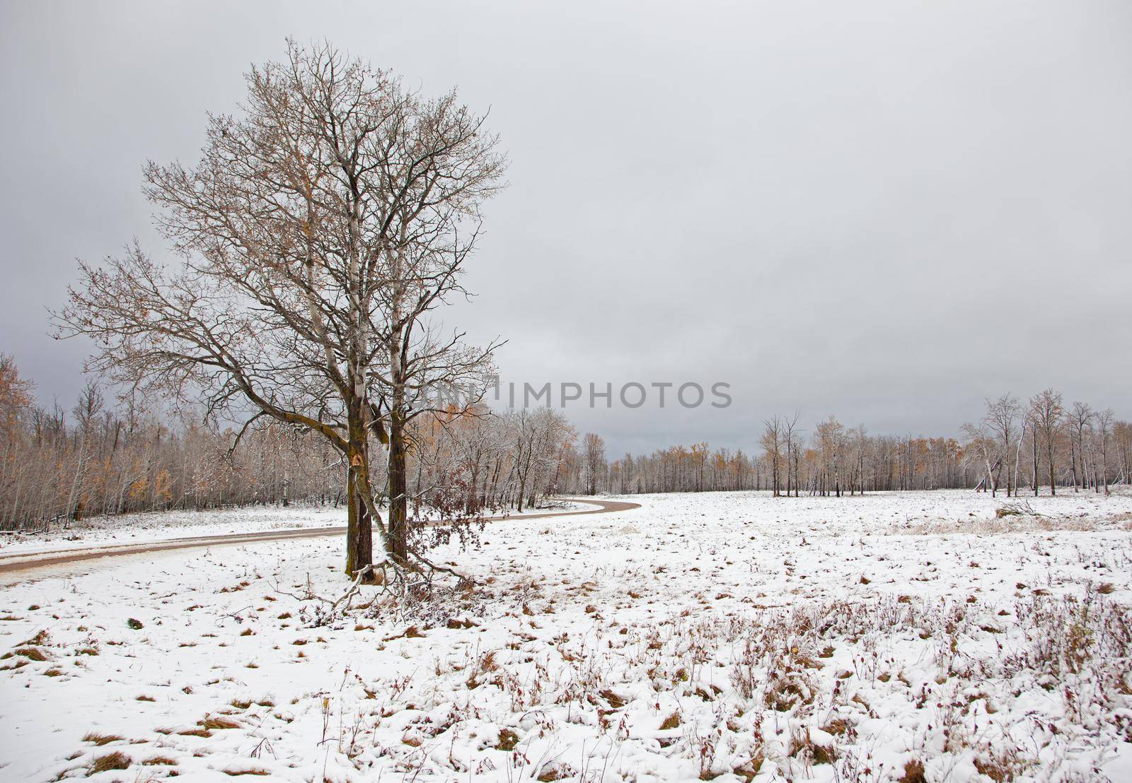 a bare tree and a dirt road beside a snow covered field in Elk Island Park in Alberta, Canada 