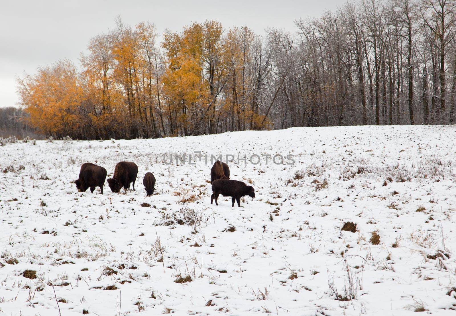 a gang of brown bison munching on grass outside in the snow, with autumn orange trees and a winter landscape at Elk Island Park in Alberta, Canada 
