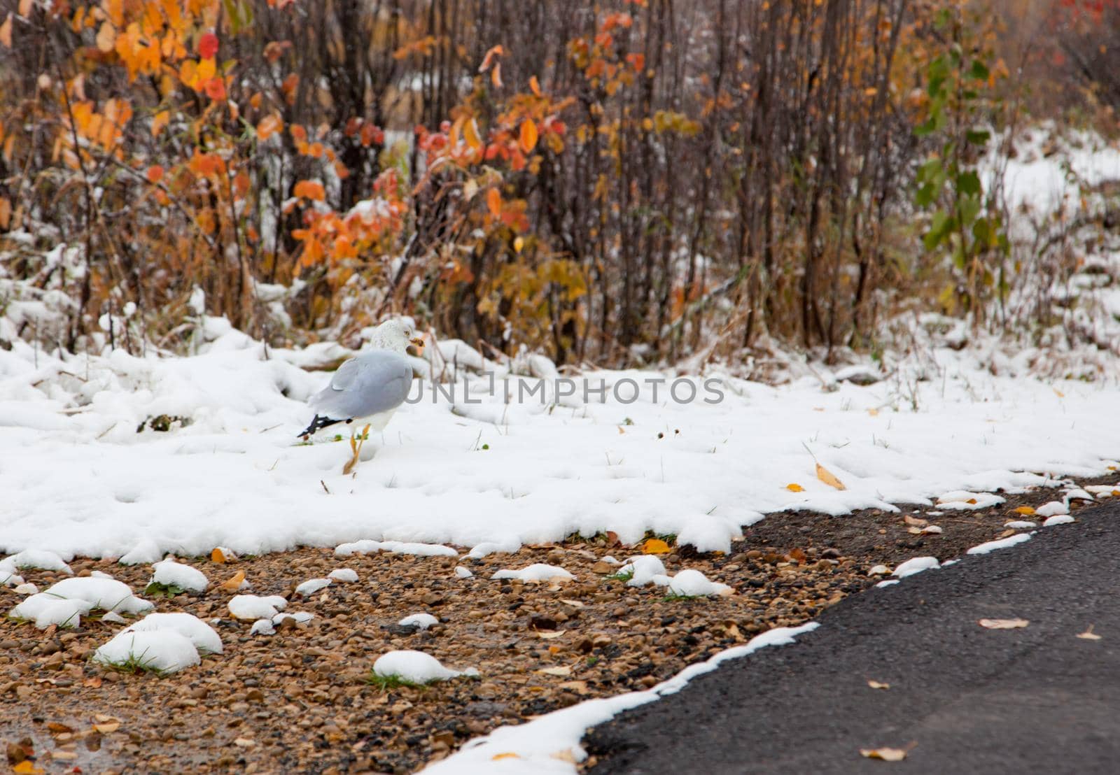  a seagull stands among snow and autumn colored trees